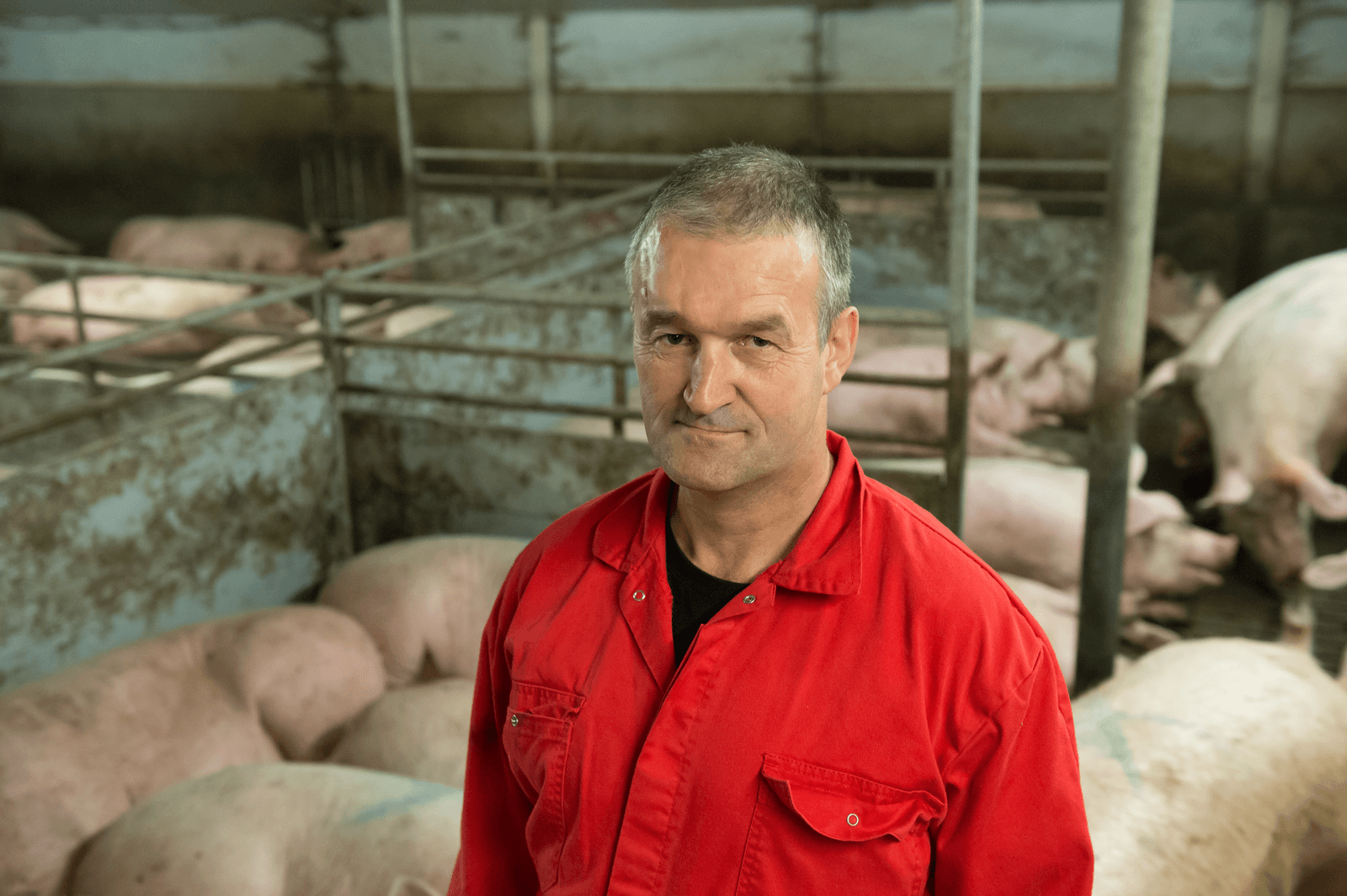 Willy Wolfkamp (57) op zijn varkensbedrijf in Haarle (Overijssel). - Foto: Michel Velderman