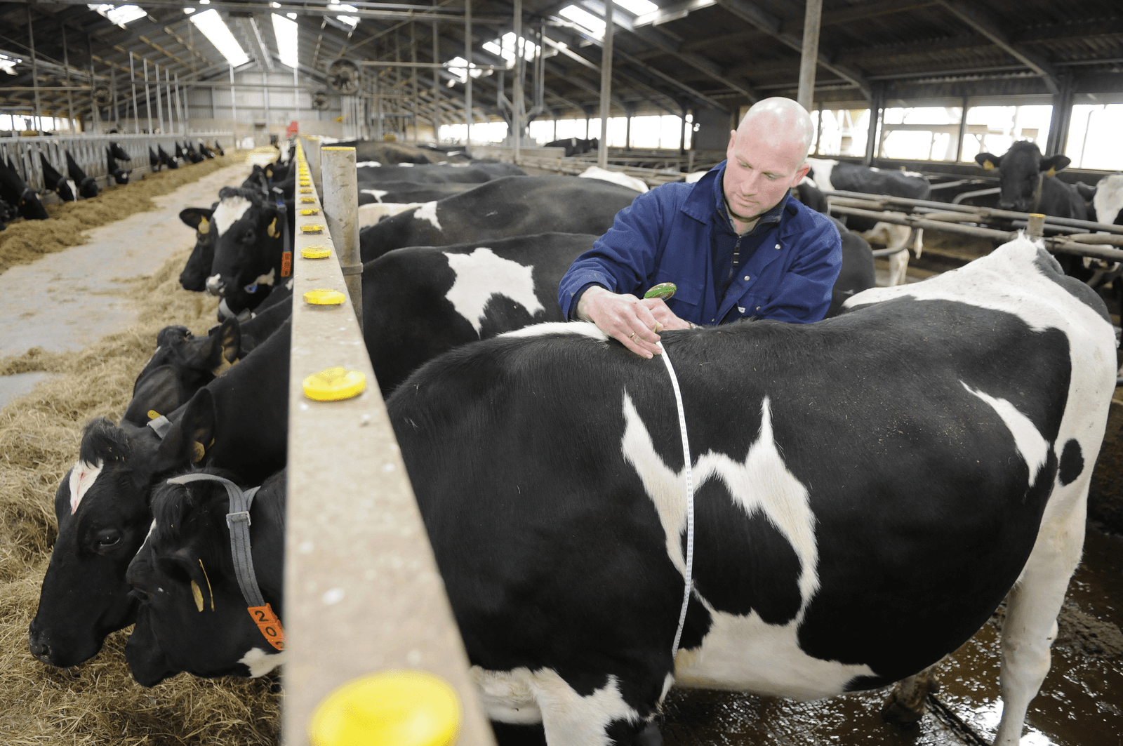 Een veehouder meet de borstomvang van een vaars. <br /><em>Foto: Penn Communicatie </em>