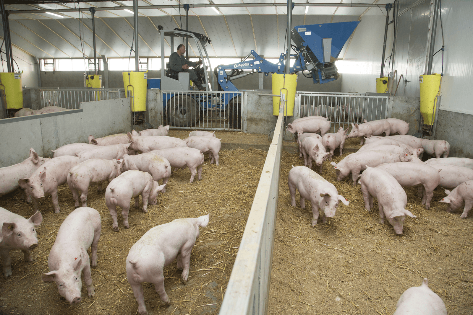 Een stal met wroetvarkens. <br /><em>Foto: Koos Groenewold</em>