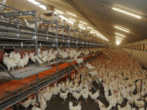 EPS kost pluimveesector jaarlijks ¬ 3,7 miljoen