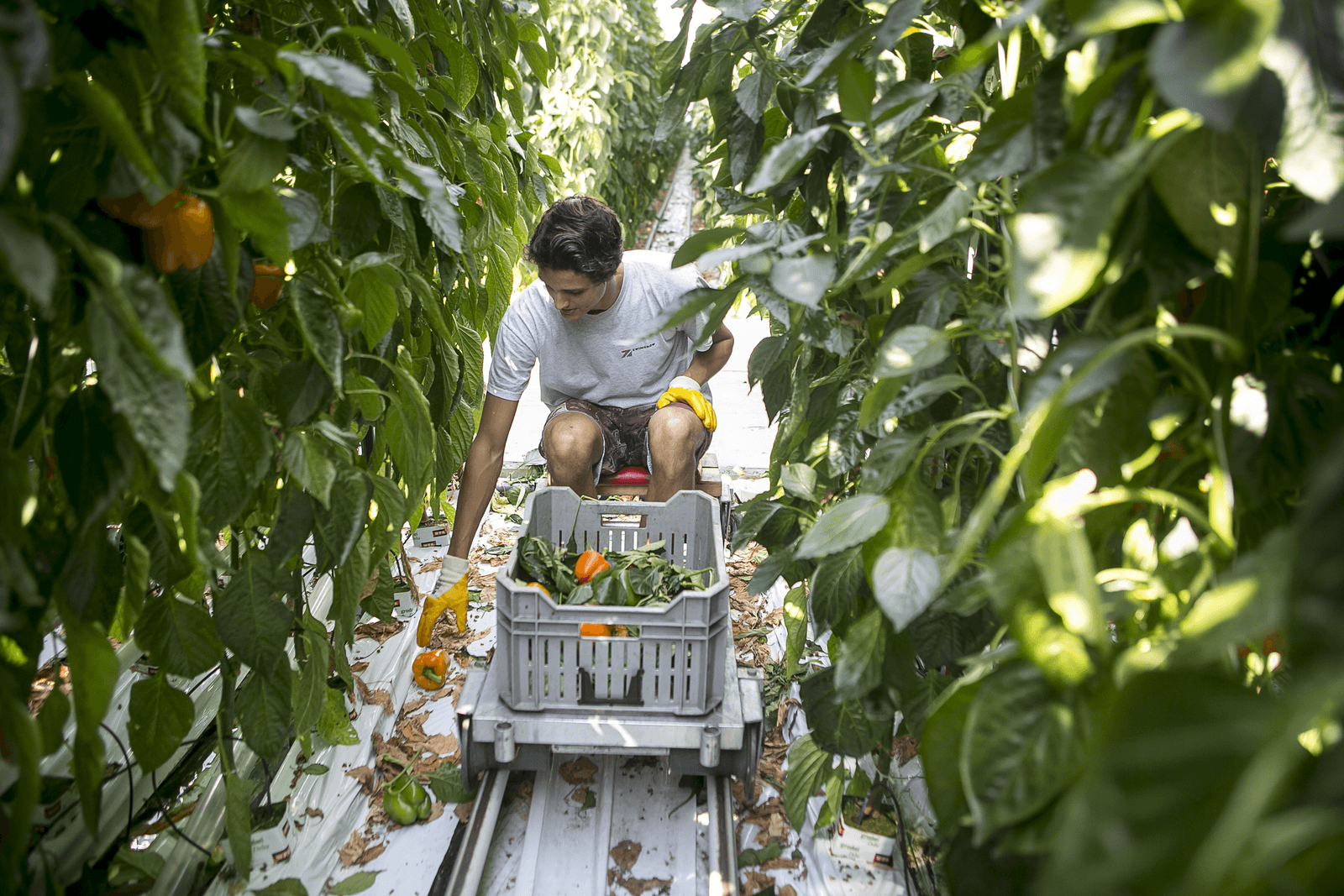 Opruimen van gevallen paprika's die een infectiebron voor schimmels kunnen vormen. Foto: Roel Dijkstra
