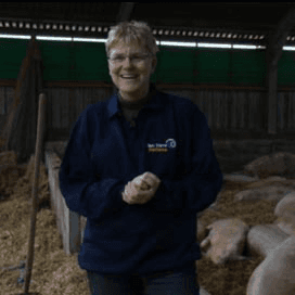 ‘Varkens op lupine in stal met uitloop’