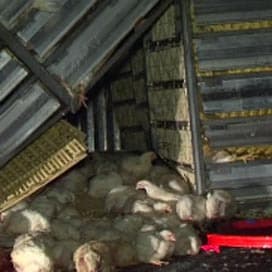 Kippen zorgen voor chaos op A28