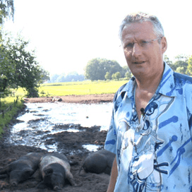 Veel aandacht voor smaak van bio-varkens