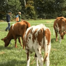 Pinken proeven nieuwe rassen en mengsels
