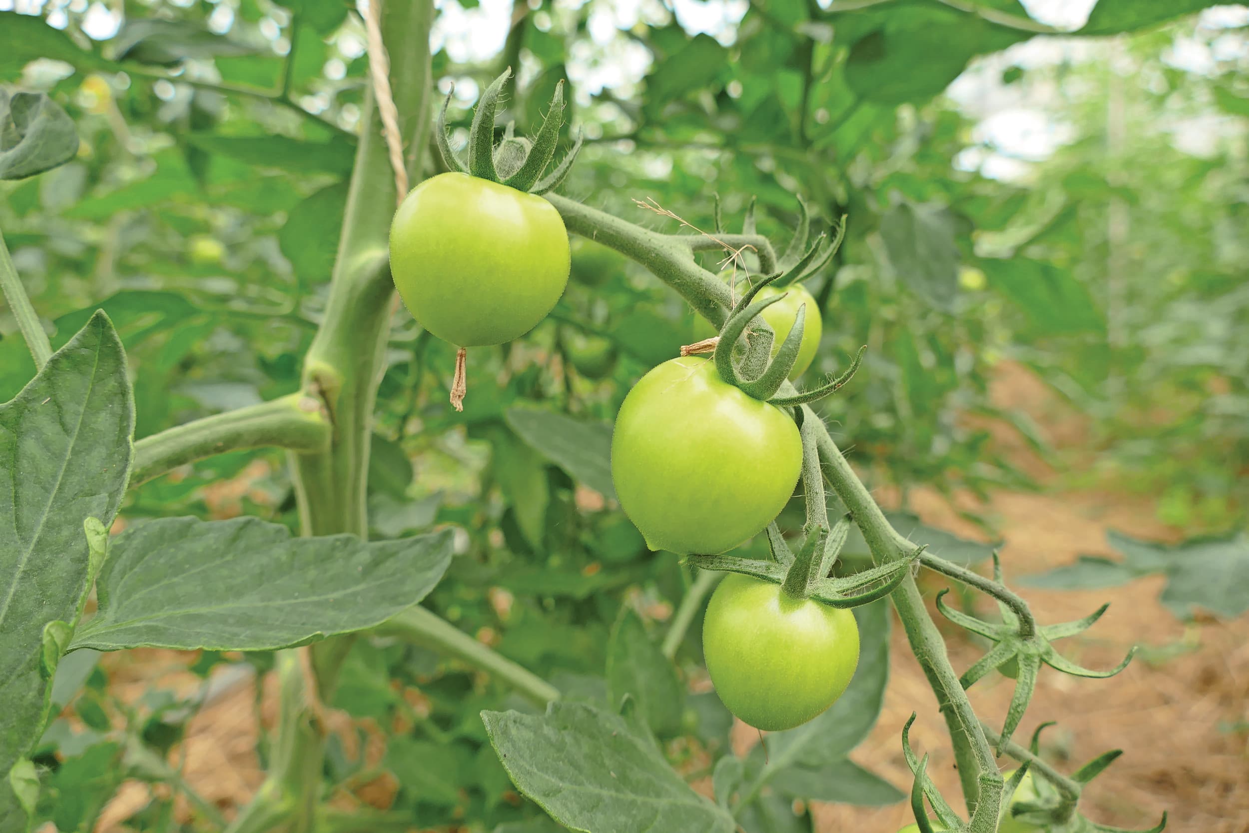 De teelt van biologische tomaten is in Duitsland toegenomen. Foto: BLE/Jürgen Beckhoff