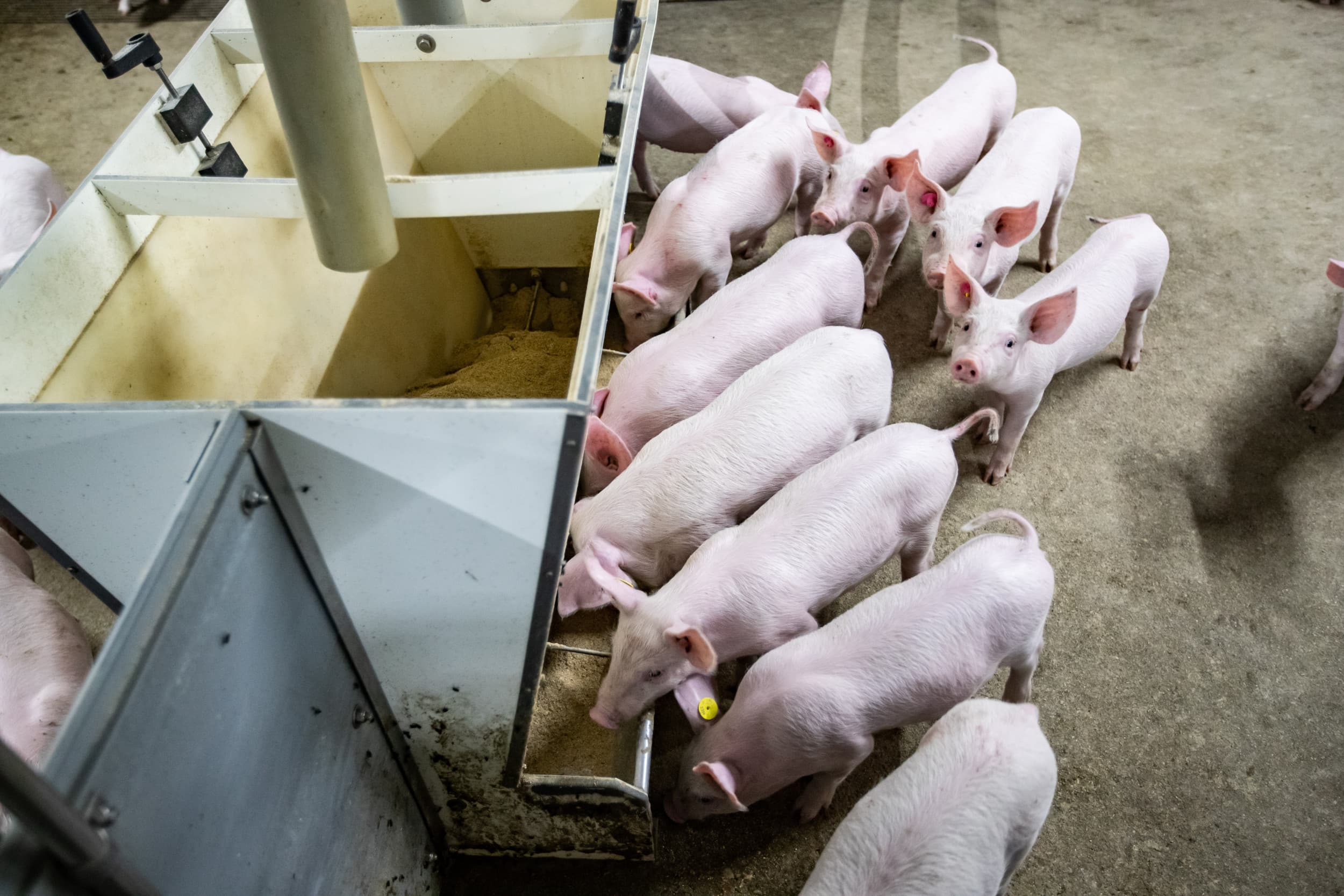 Gezonde biggen in een hok. Problemen met streptokokken uiten zich vooral 3 tot 4 weken na spenen en zorgen dan voor een hoger antibioticagebruik. Bijna alle biggen zijn drager, maar worden niet allemaal ziek. Foto: Ronald Hissink