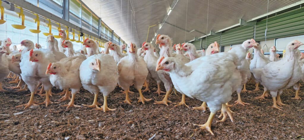 Het ECC-systeem werd gelanceerd door een coalitie van ngo’s en richt zich op langzamer groeiende rassen, met meer ruimte, daglicht en verrijking. Foto: Bouke Poelsma