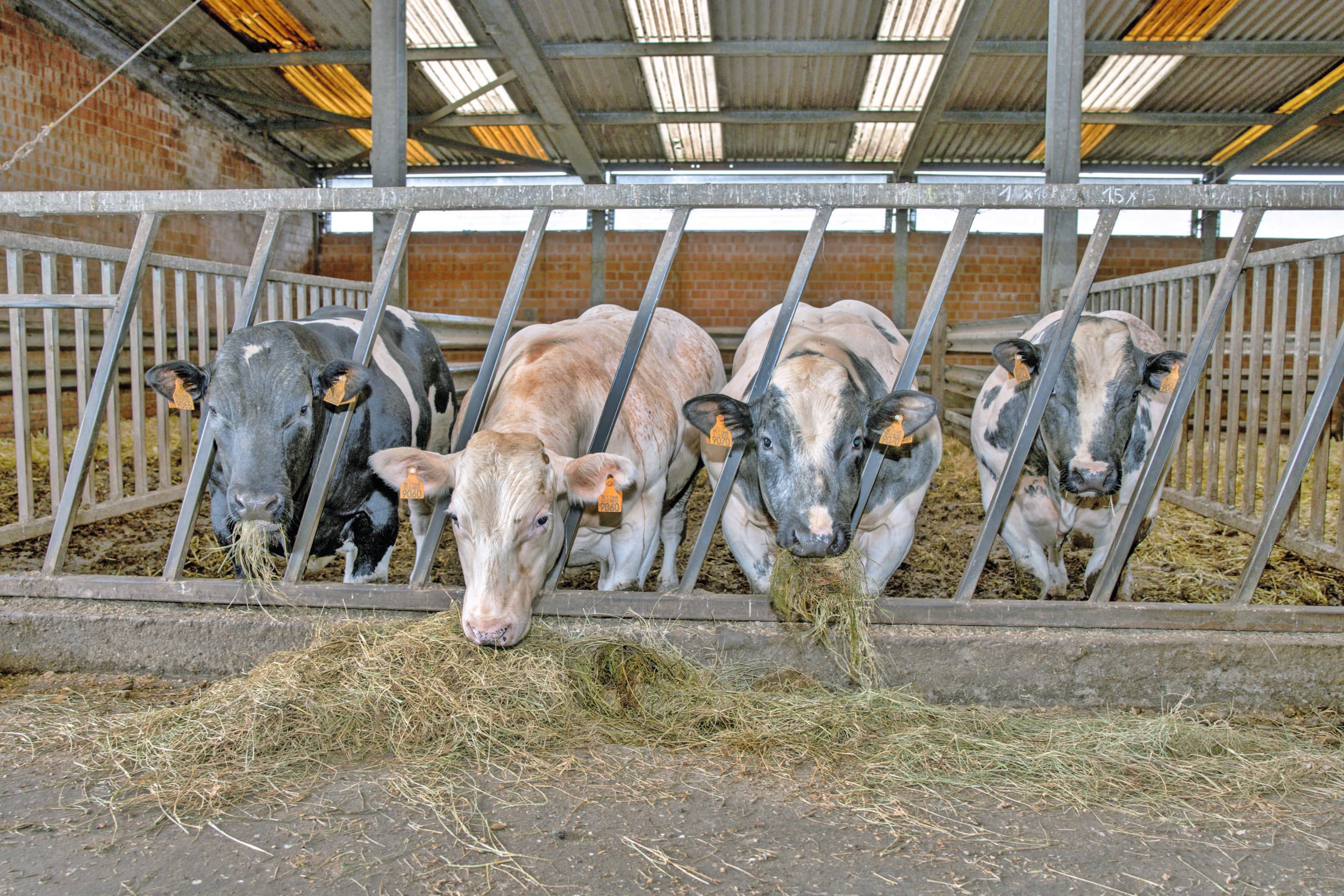 Belgisch Witblauwe runderen op stal. Na een herberekening is het aantal piekbelasters in Vlaanderen afgenomen. Foto: Peter Roek