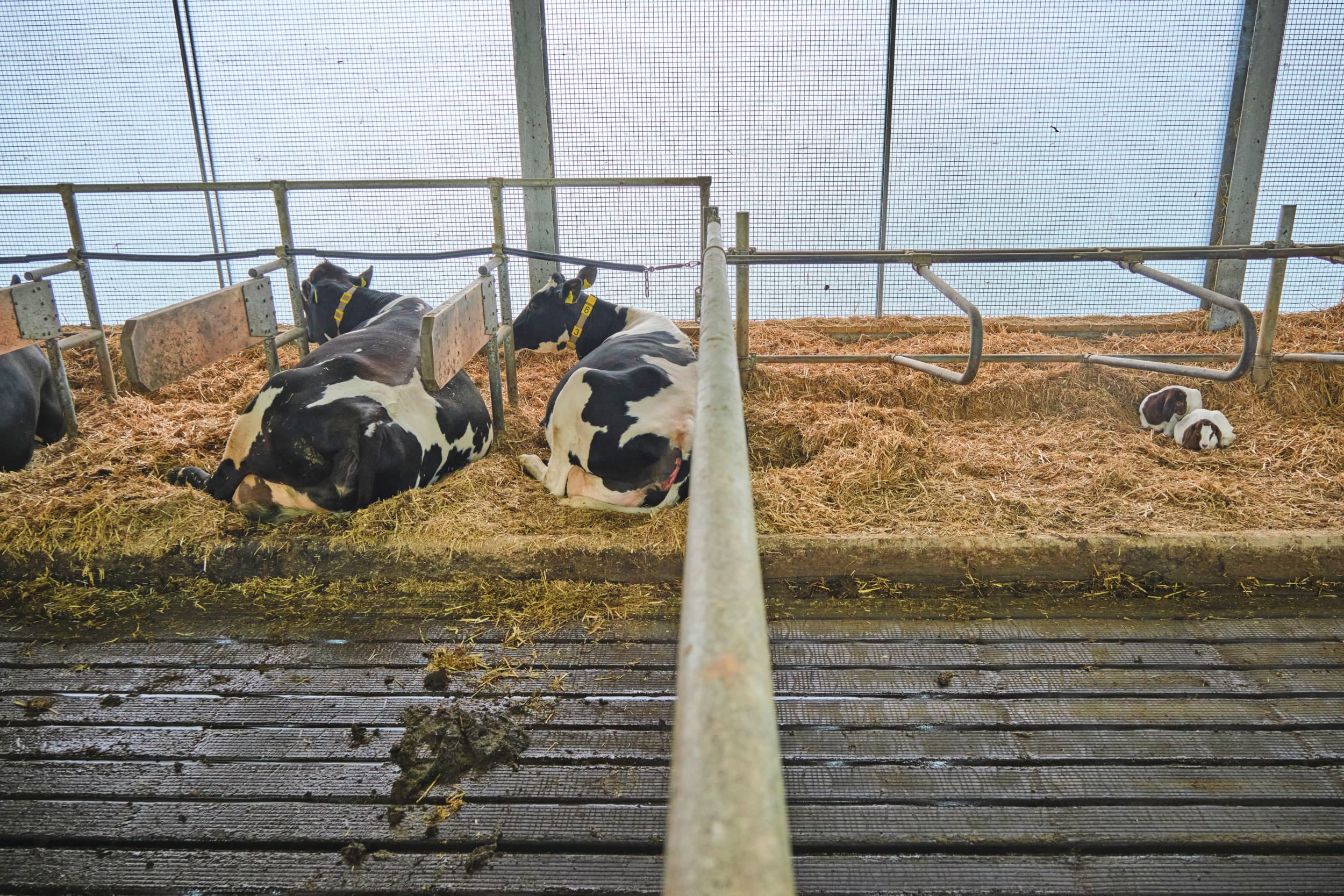 De fosfaatexcretie van de melkveehouderij nam in het tweede kwartaal van dit jaar toe. Foto: Fred Libochant