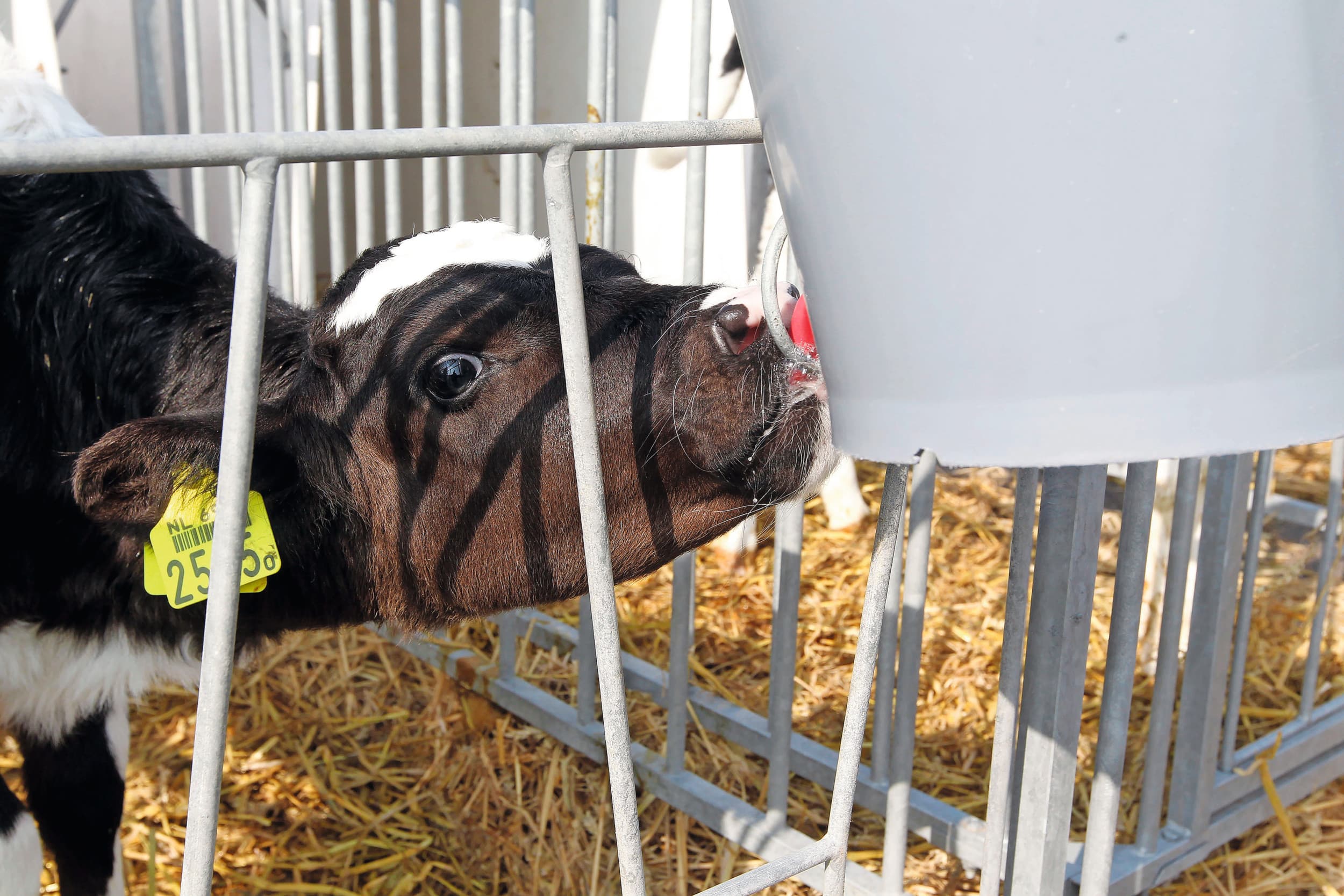 Een hogere concentratie melkpoeder verhoogt de weerstand van kalveren in het najaar en de winter. Foto: Bert Jansen