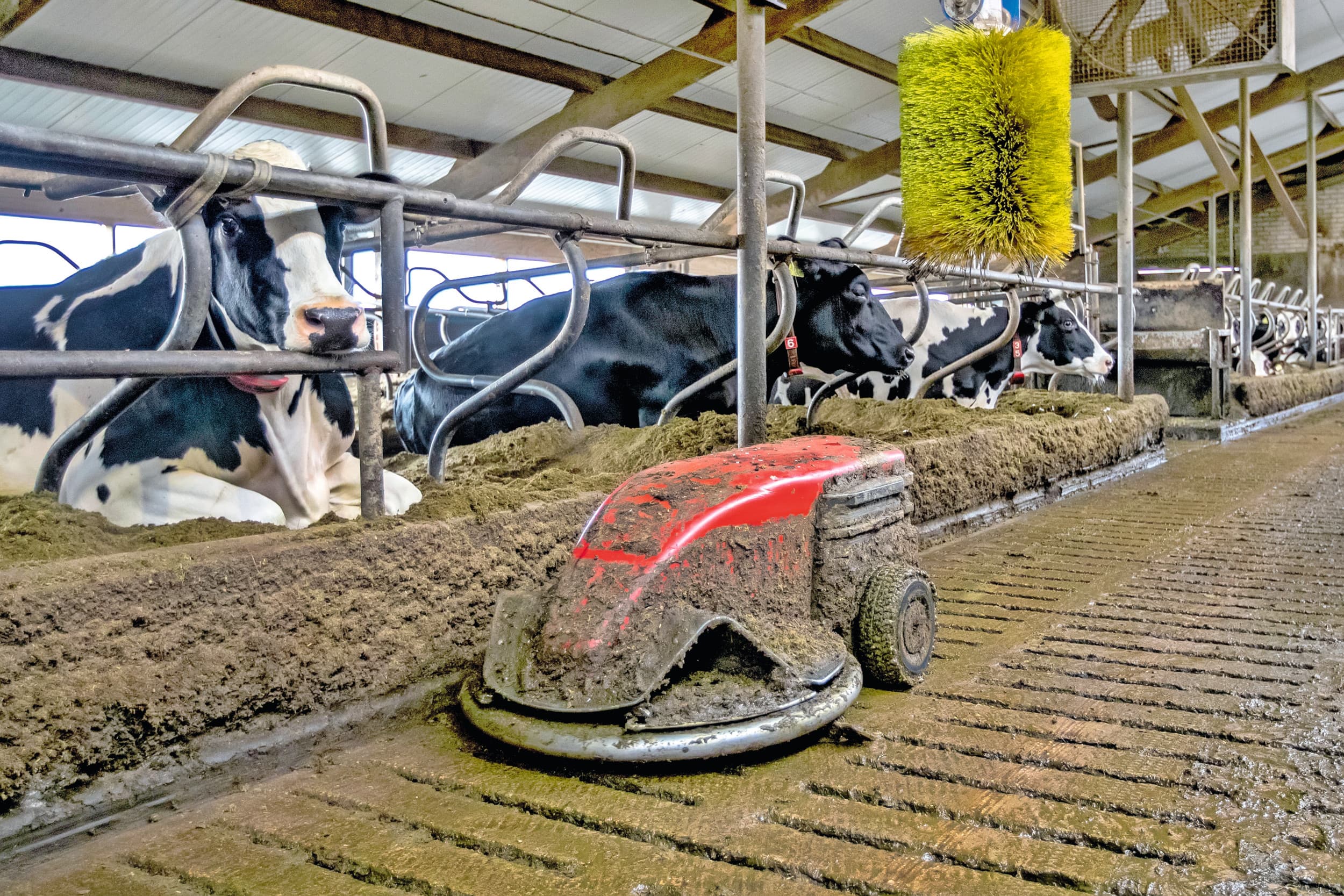 Mestrobot aan het werk in een koeienstal. De stikstofuitscheiding in de veehouderij ligt op koers om onder het plafond voor 2025 te blijven. Foto: Ronald Hissink