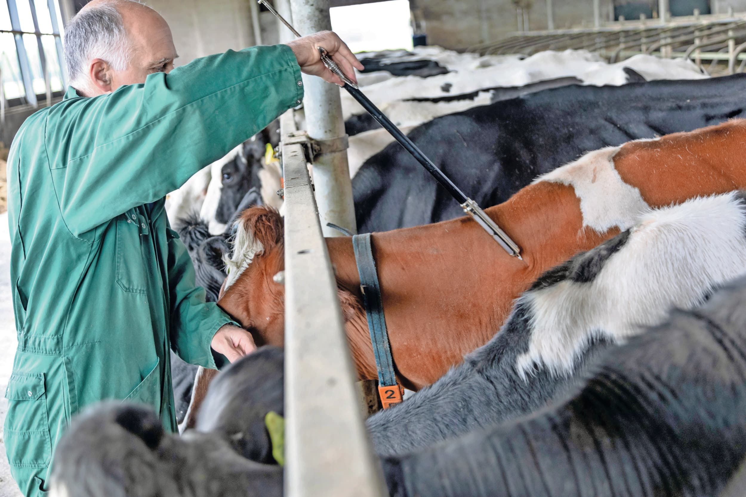 Koeien krijgen een blauwtongvaccinatie. Goed gevaccineerde dieren krijgen geen of veel minder ernstige symptomen. Foto: Joris Telders