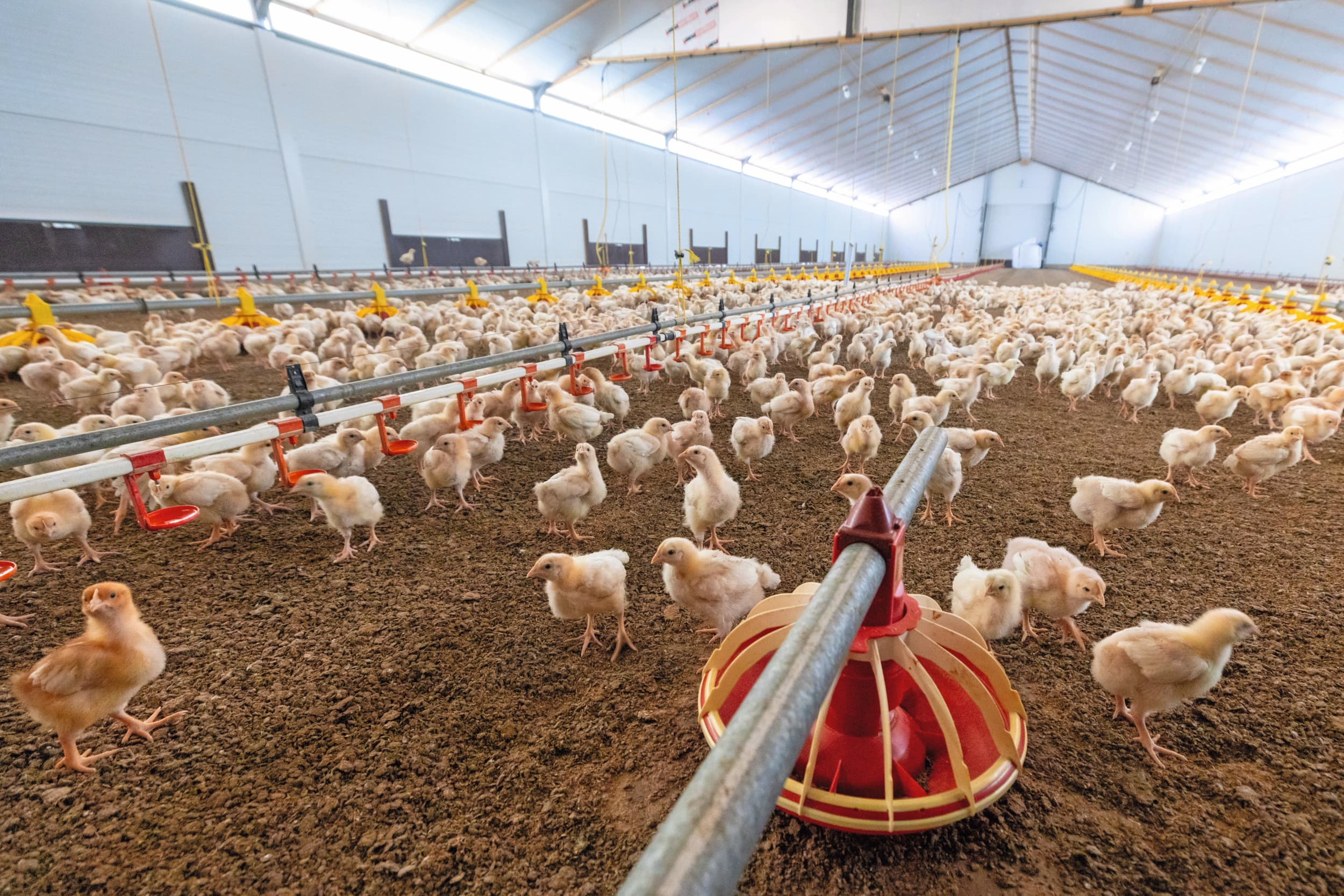 leaserechten pluimveehouderij verplichte afroming