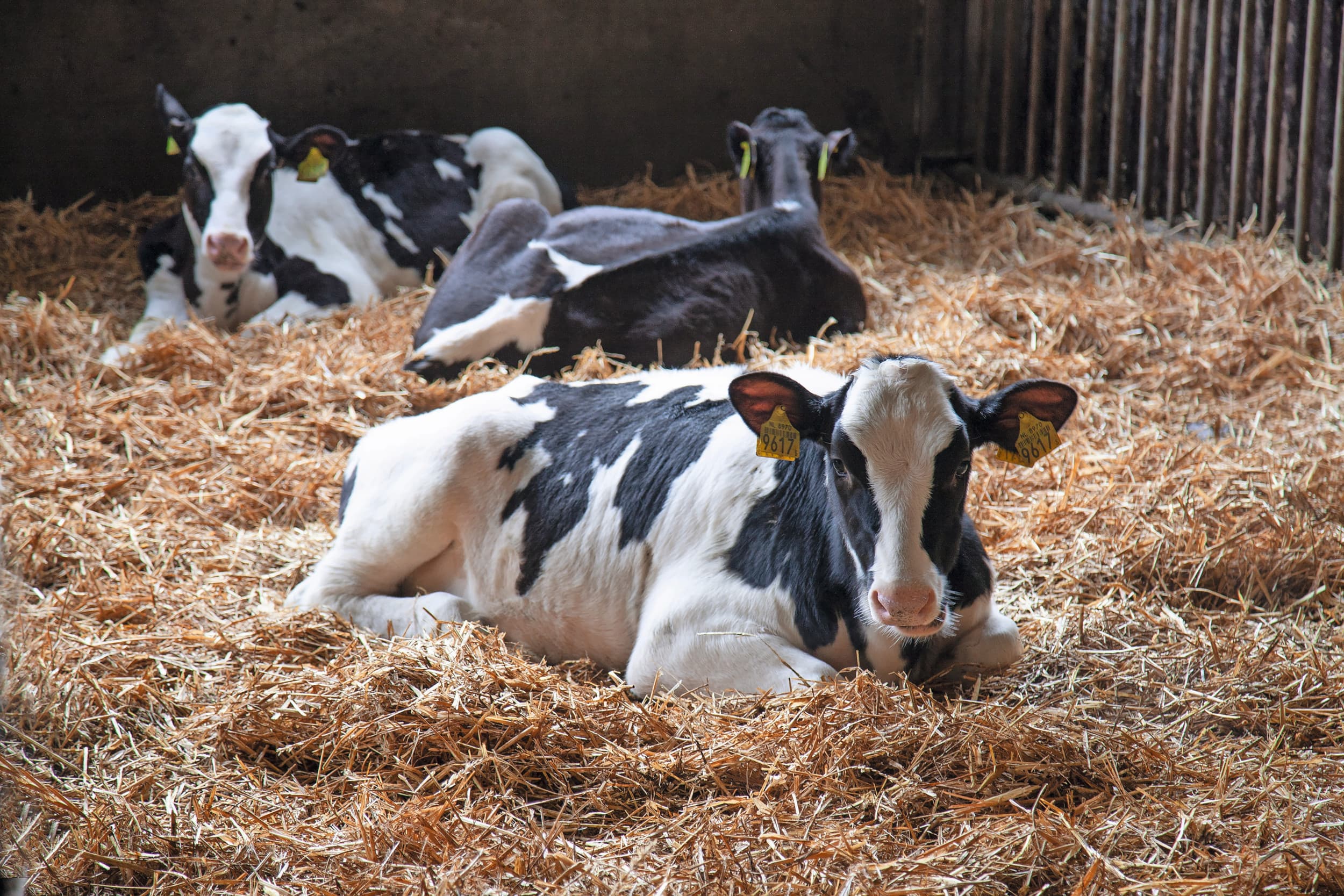Een PlanetProof-melkveebedrijf. In een nieuwe pilot zetten 40 melkveehouders stappen richting dierenwelzijnscriteria van het 1-ster Beter Leven-keurmerk. Foto: Hans Banus