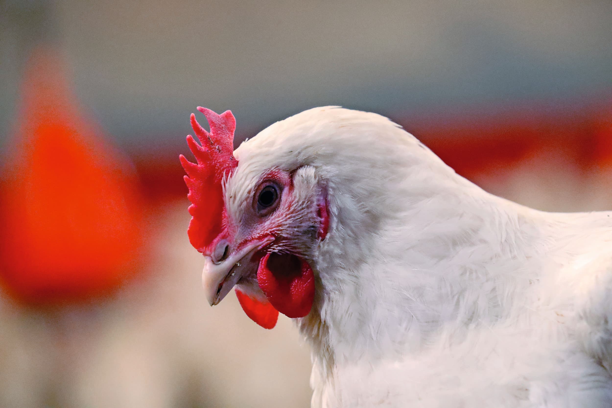 vogelgriep Drenthe