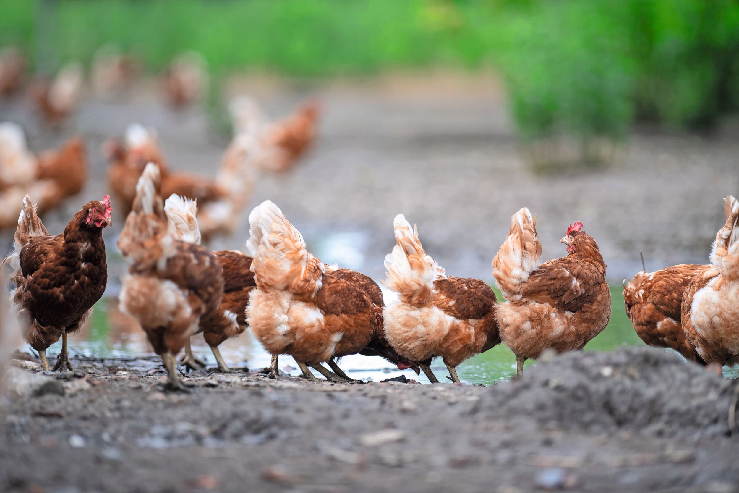 Voor het houden van pluimvee zijn pluimveerechten nodig. WIersma wil de verplichte afroming van 13% bij de handel in rechten zo snel mogelijk schrappen. Foto: Mark Pasveer