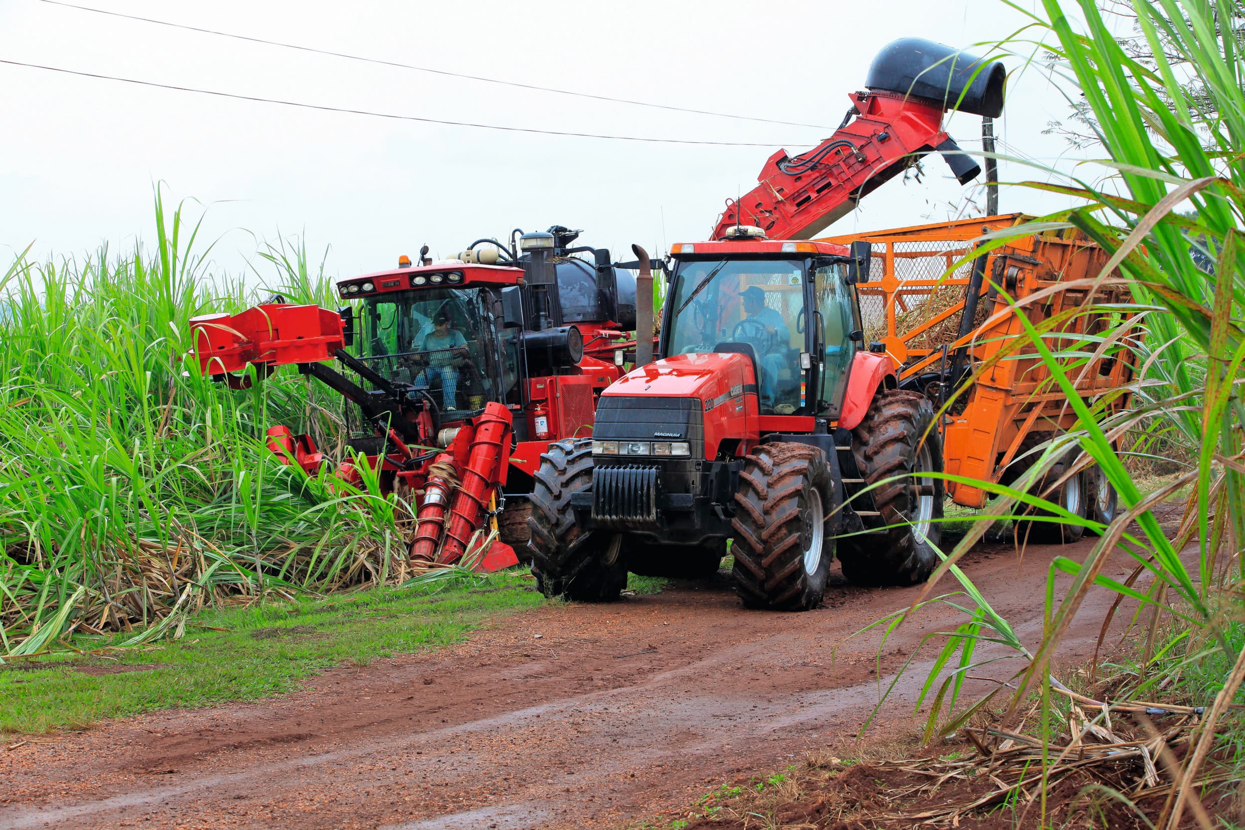 Oogst van suikerriet in Brazilië. Foto: Henk Riswick