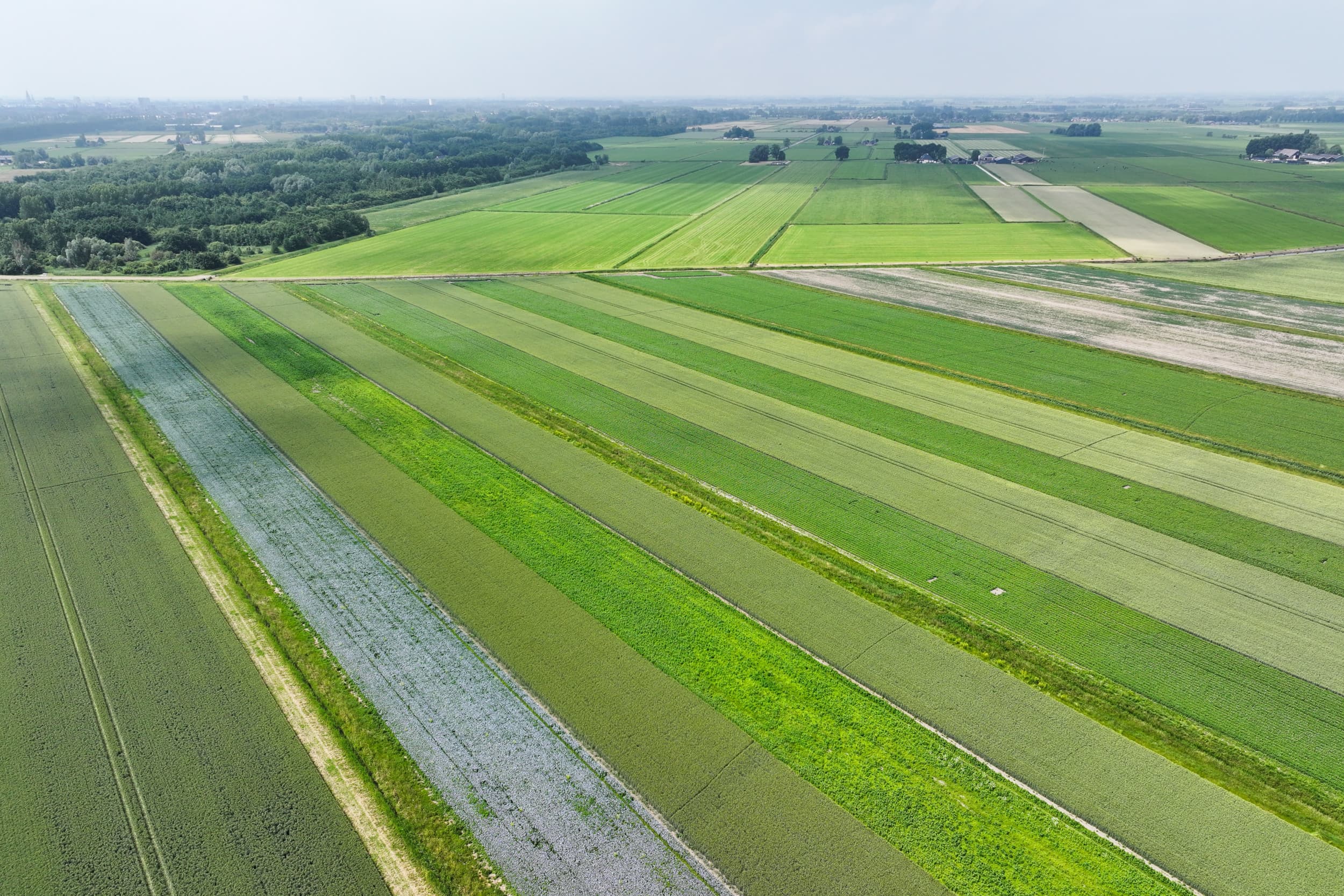 Teelt van biologische gewassen in Groningen. Bioboeren willen dat supermarkten en overheid extra maatregelen nemen om de groei van de biologische landbouw in Nederland te versnellen. Foto: Jan Willem van Vliet