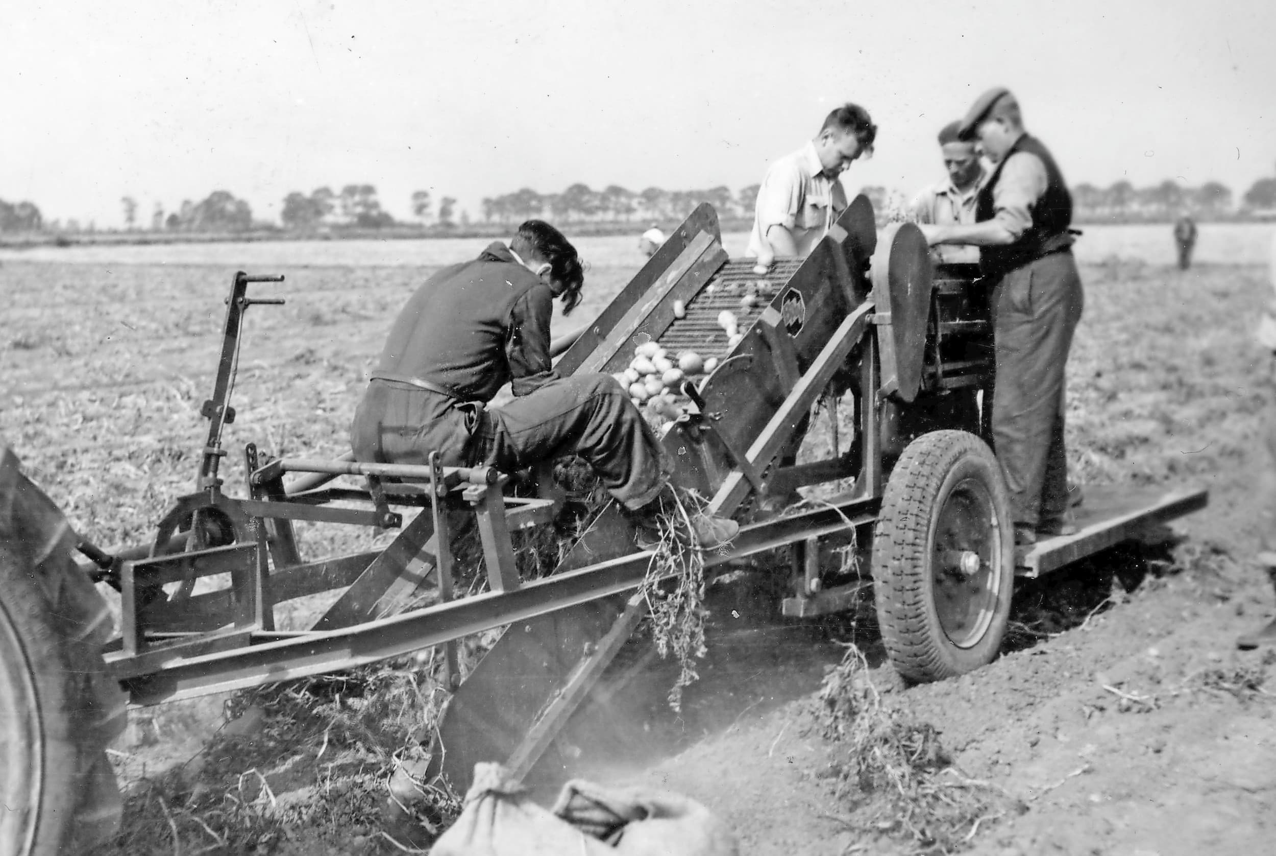 Nadat de aardappelen schoongeschud waren en ontdaan van rotte knollen, werden ze in jutezakken gedaan en later opgehaald. Foto: Misset
