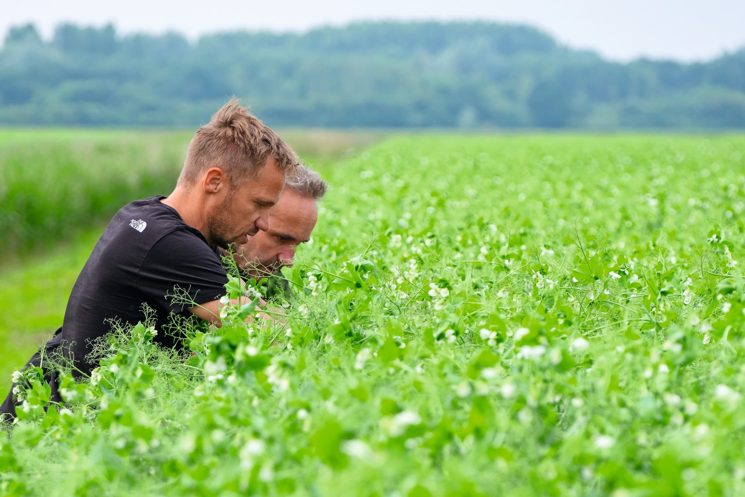 Menko en Janko telen dit jaar 5 hectare groene erwten. “Een plezier om te telen.” Ze zijn in maart gezaaid en in augustus worden ze geoogst. De erwten vormen een dichtgroeiend gewas en staan er heel mooi bij. Foto's: Jan Willem van Vliet
