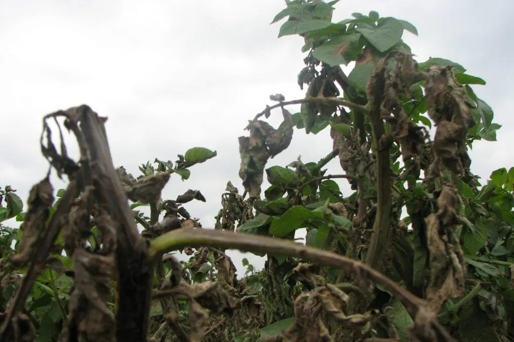 Huidige afbeelding: phytophthora in aardappelen