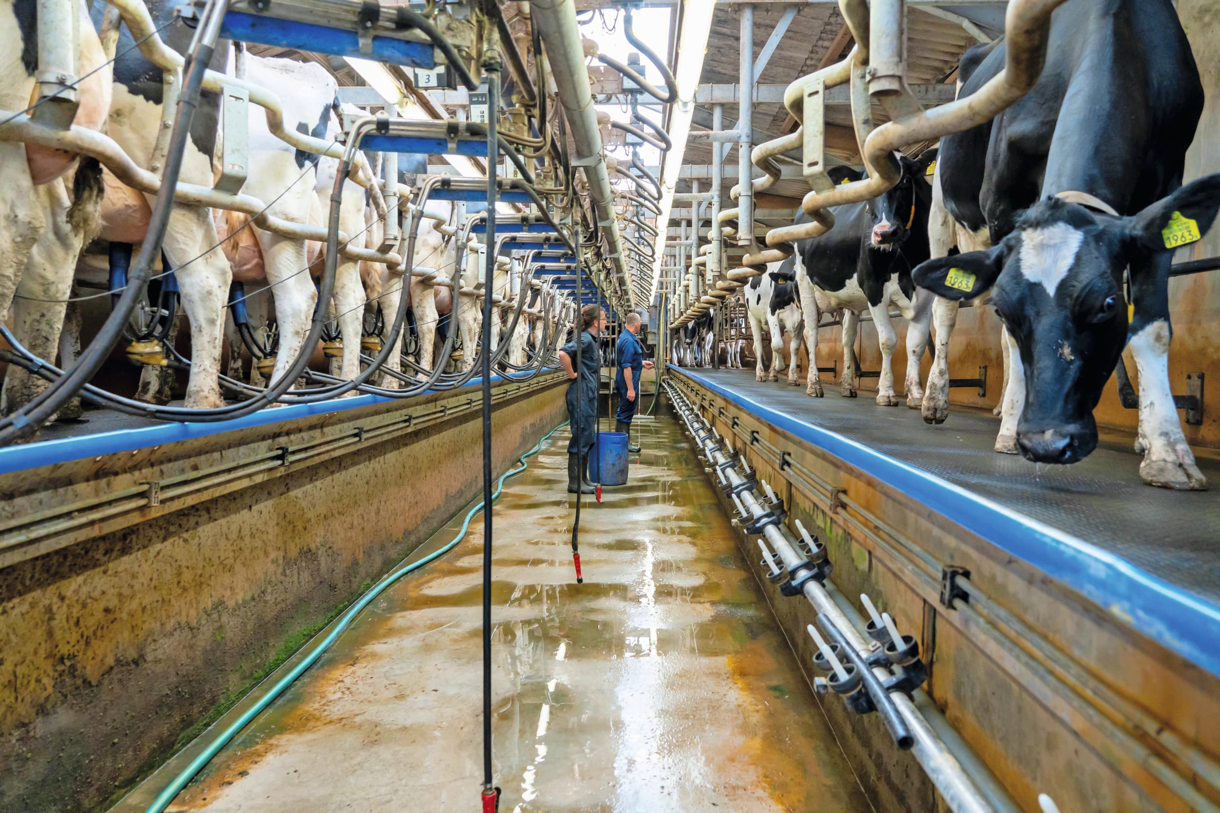 De zuivelmarkt staat onder druk. Het Duitse zuivelmarktbureau ZMB verwacht dat de melkprijs komende maanden ook zal dalen als gevolg van de lagere prijzen op de zuivelmarkt. Foto: Jan Willem Schouten