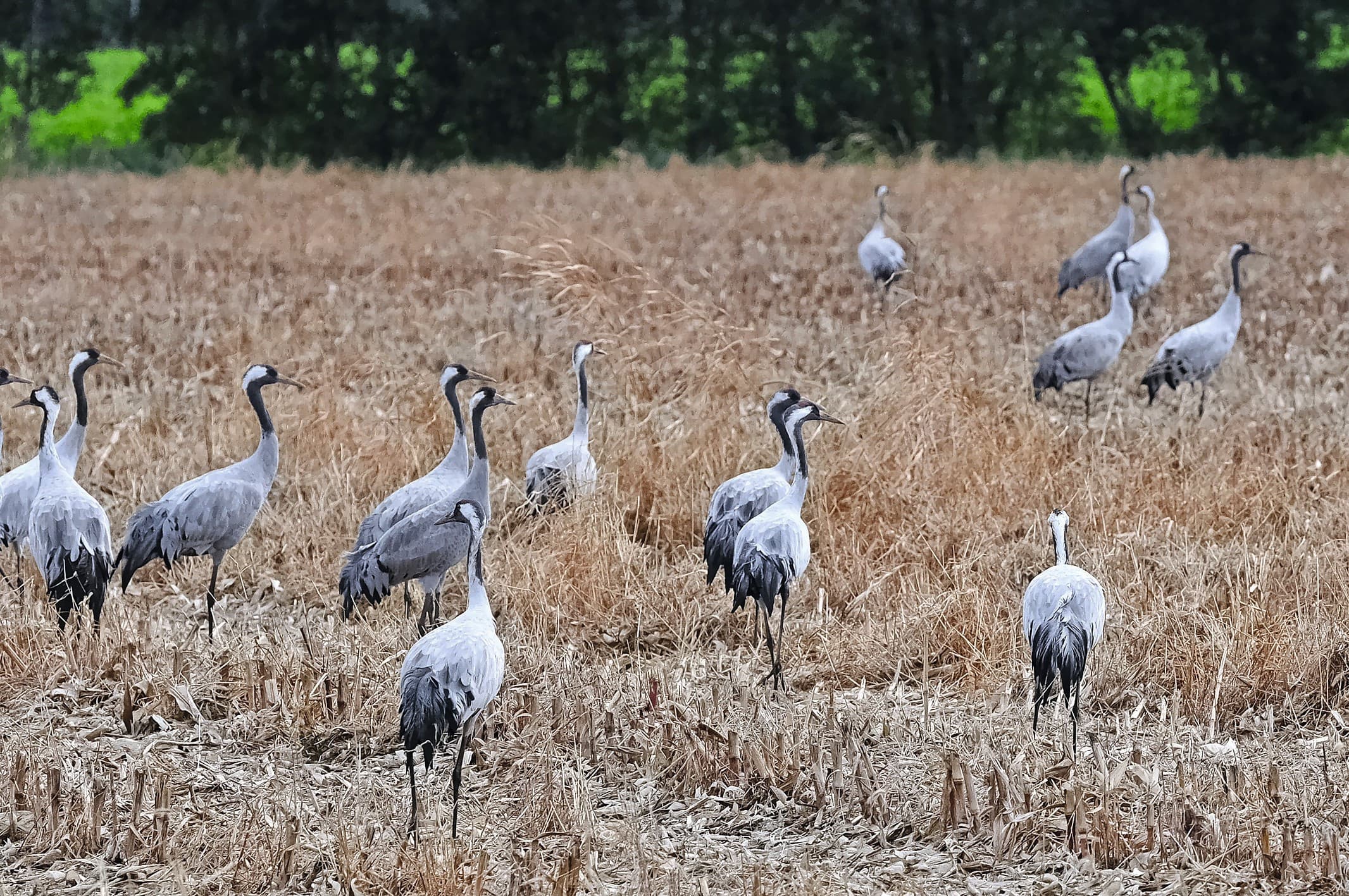 Kraanvogels in het Duitse Diepholz verzamelen zich voor de trek richting het Zuiden. In natuurgebieden in de deelstaten Brandenburg en Mecklenburg-Voor-Pommeren werden recent duizenden dode kraanvogels aangetroffen. Foto: Jan Willem van Vliet