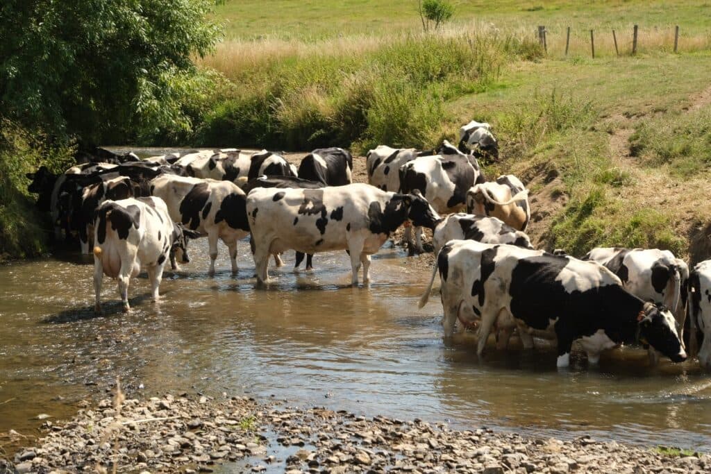 Current image: hittestress voorkomen bij koeien varkens pluimvee
