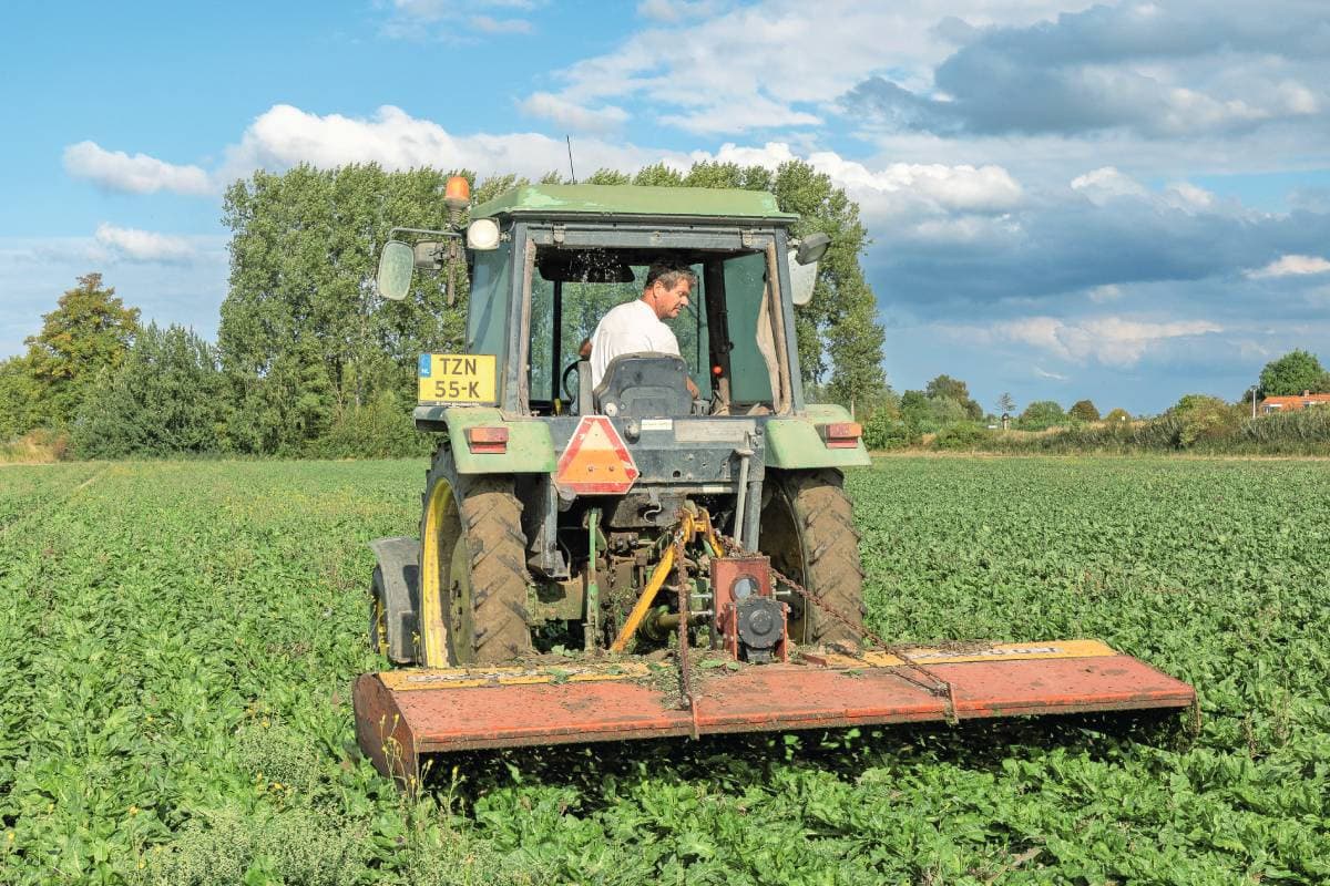 Leon de Winter onderdrukt onkruidgroei in de witlofwortelen met een maaimachine, die normaal gebruikt wordt voor het 'bloten' van grasland. Foto: Peter Roek
