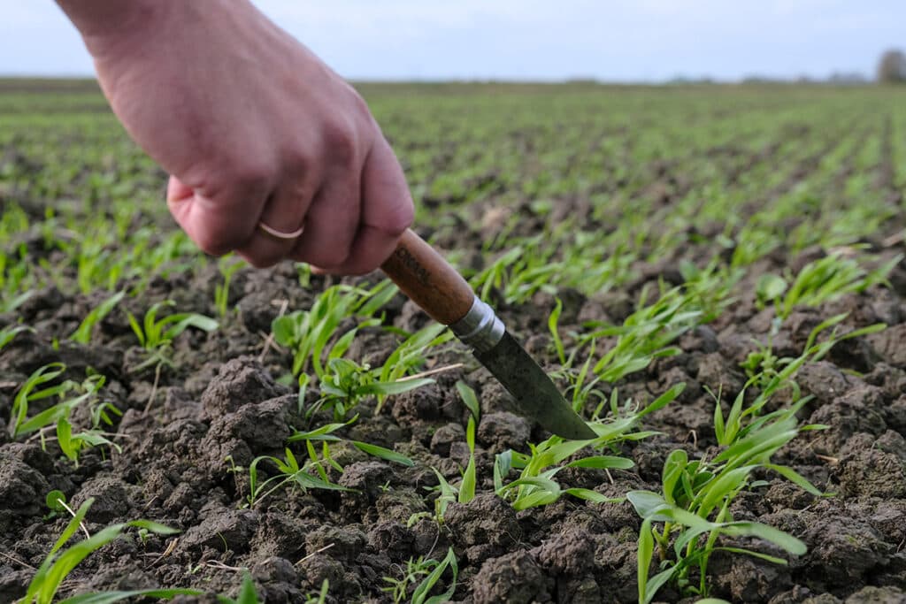 In het project staat het verdienmodel van de boer voorop. Gekeken wordt naar bodemvitaliteit, plantvitaliteit en experimenteren met bewezen regeneratieve aanpakken.