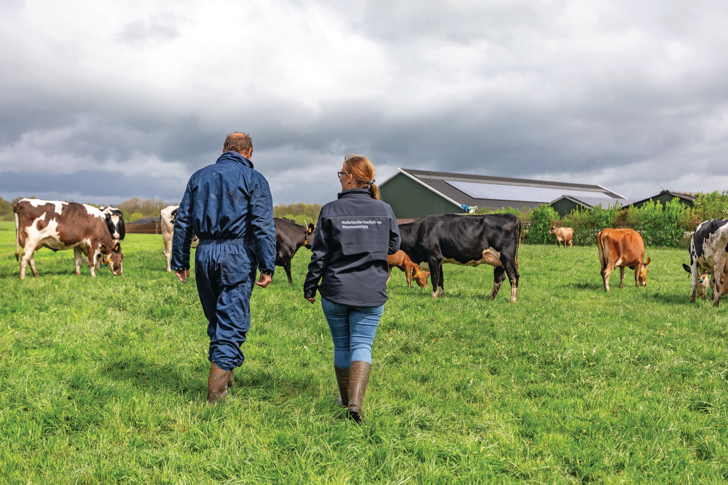 Veel controles op boerderijen zijn risicogericht, maar dat is niet altijd zo. Voor dierenwelzijn en diergezondheid blijven altijd aangekondigde en onaangekondigde controles plaatsvinden, zoals hier op een melkveebedrijf. Foto: NVWA