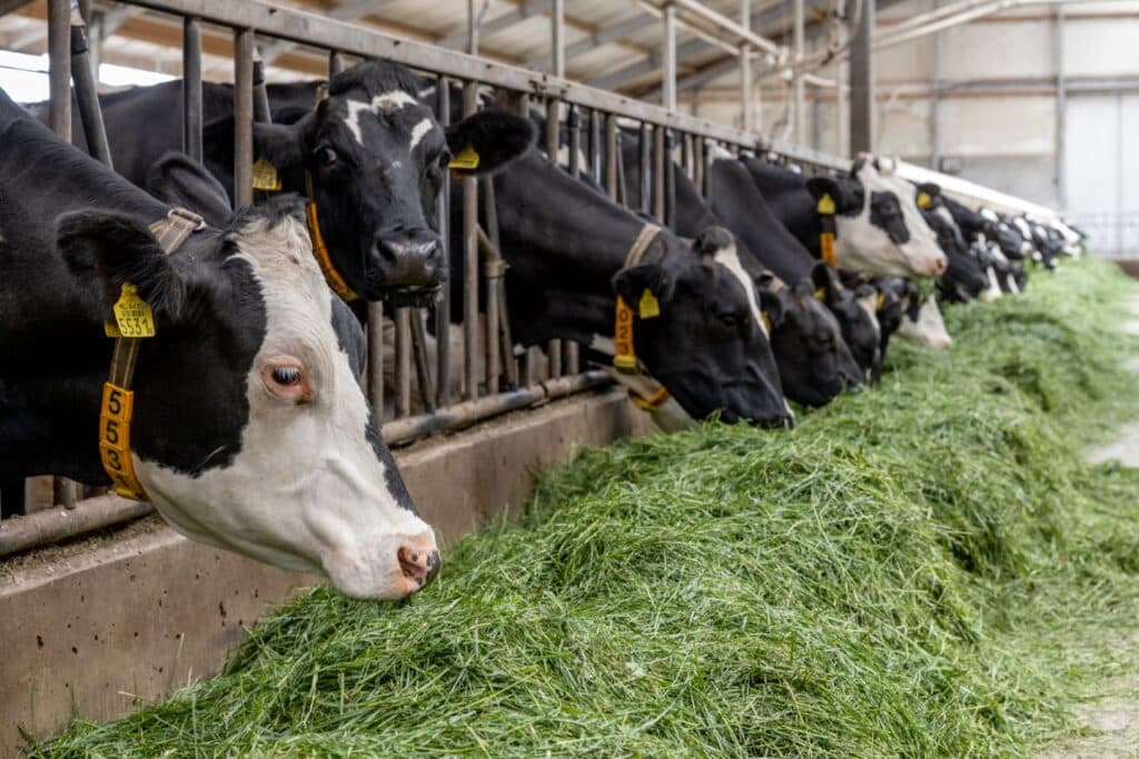 Koeien aan het voerhek met vers gras.