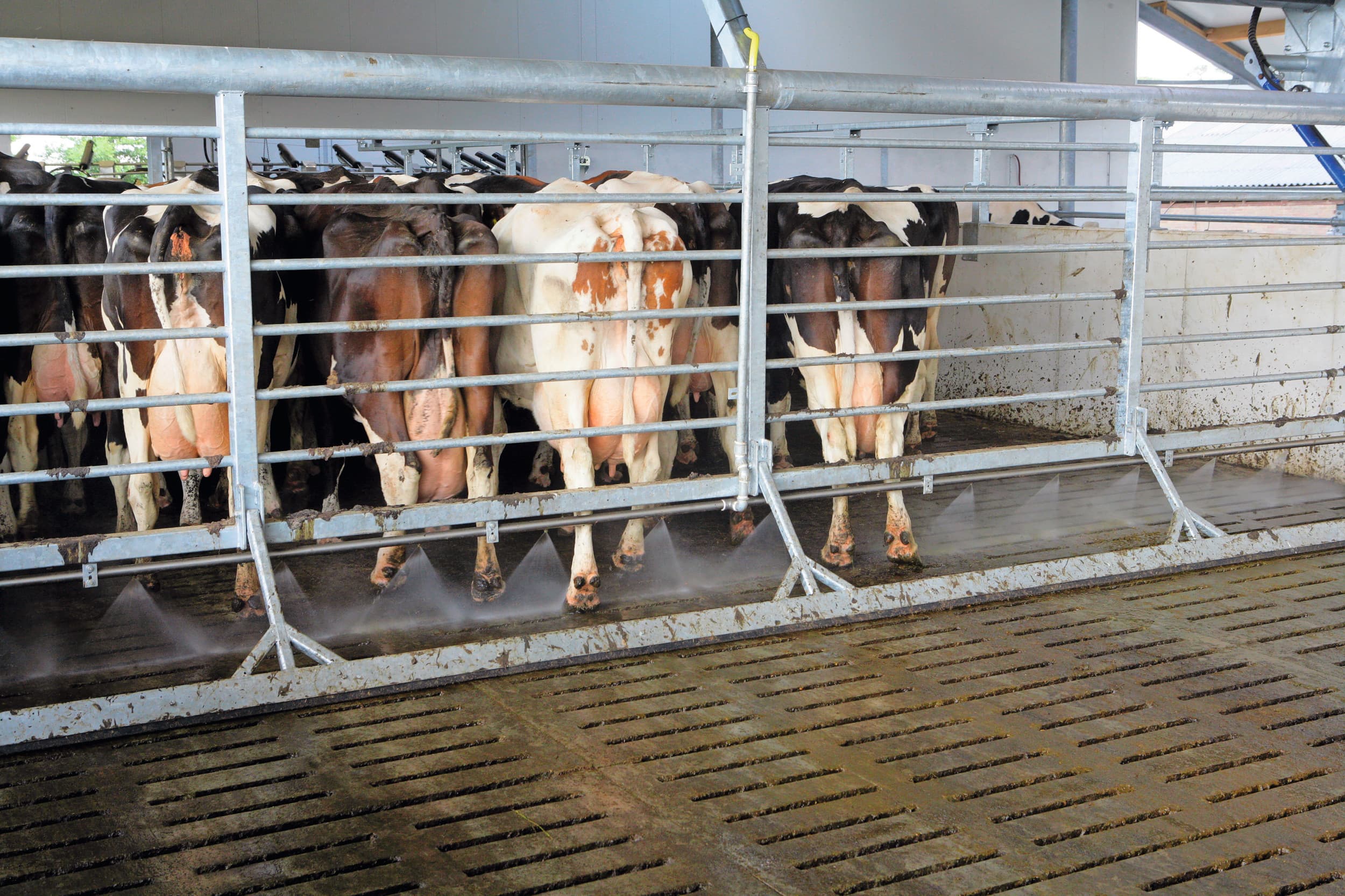 Een gangbaar opdrijfhek mag nog gebruikt worden. Het opdrijven van vee met elektrische drijfmiddelen is op veehouderijbedrijven per 1 januari verboden. Foto (archief): Henk Riswick