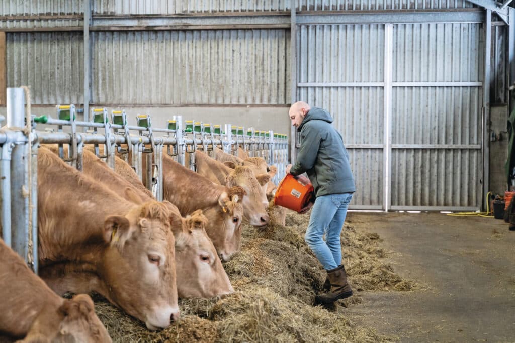Naast leghennen zijn er ook 35 Blonde d’Aquitaine-vleeskoeien.
