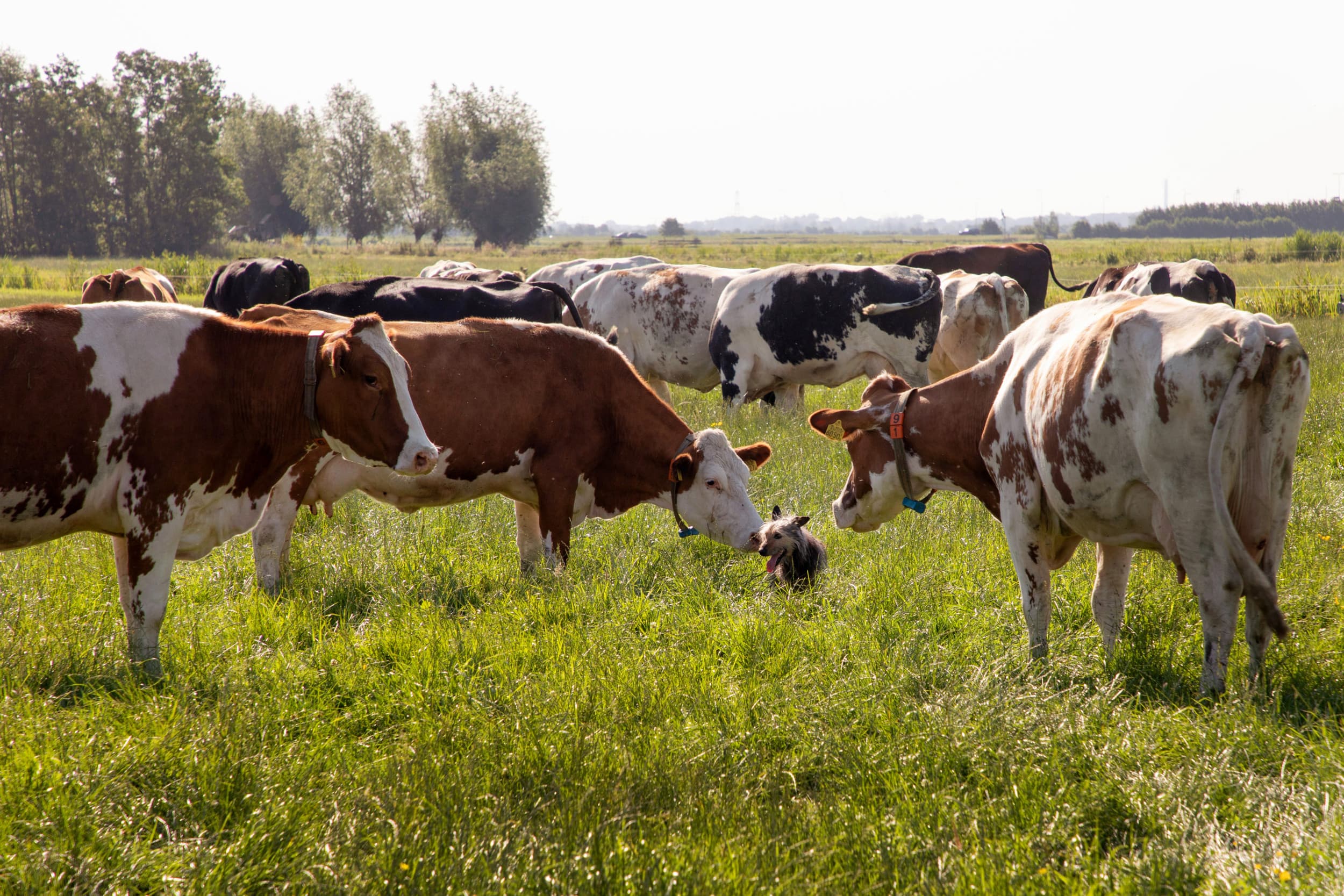 melkprijzen stikstoftijdperk