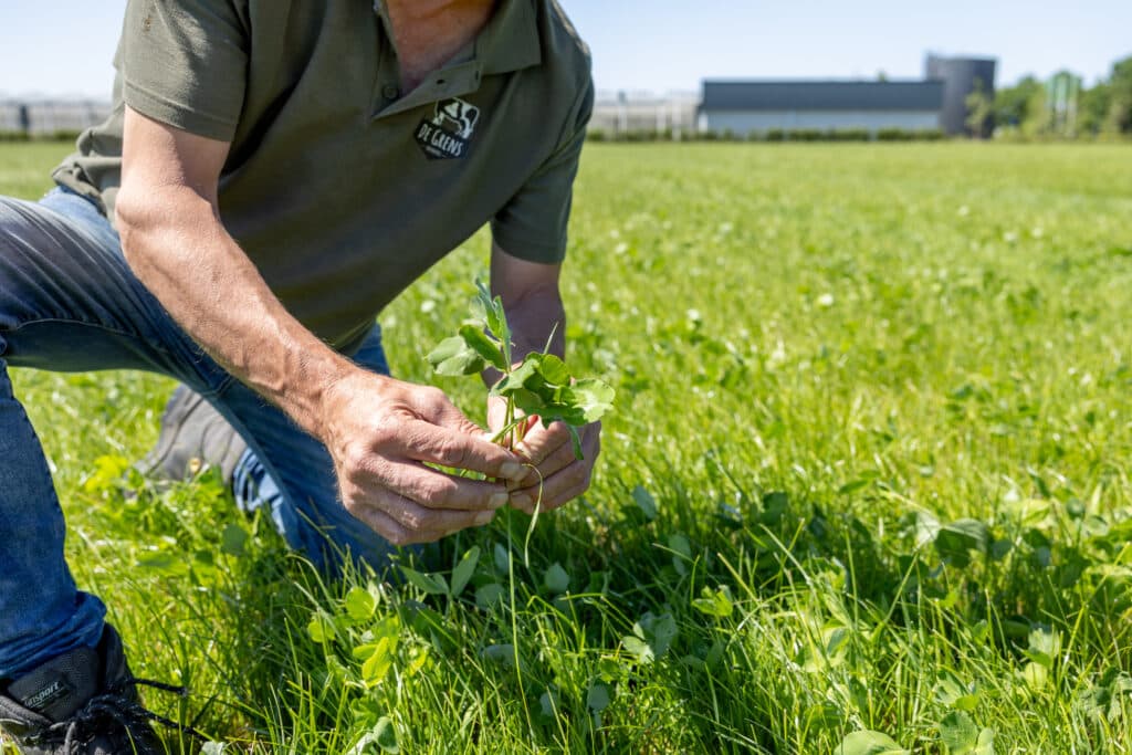 Kruidenrijk grasland bij foqusbedrijf Wouters-Kockx in Molenschot. Foto: FrieslandCampina