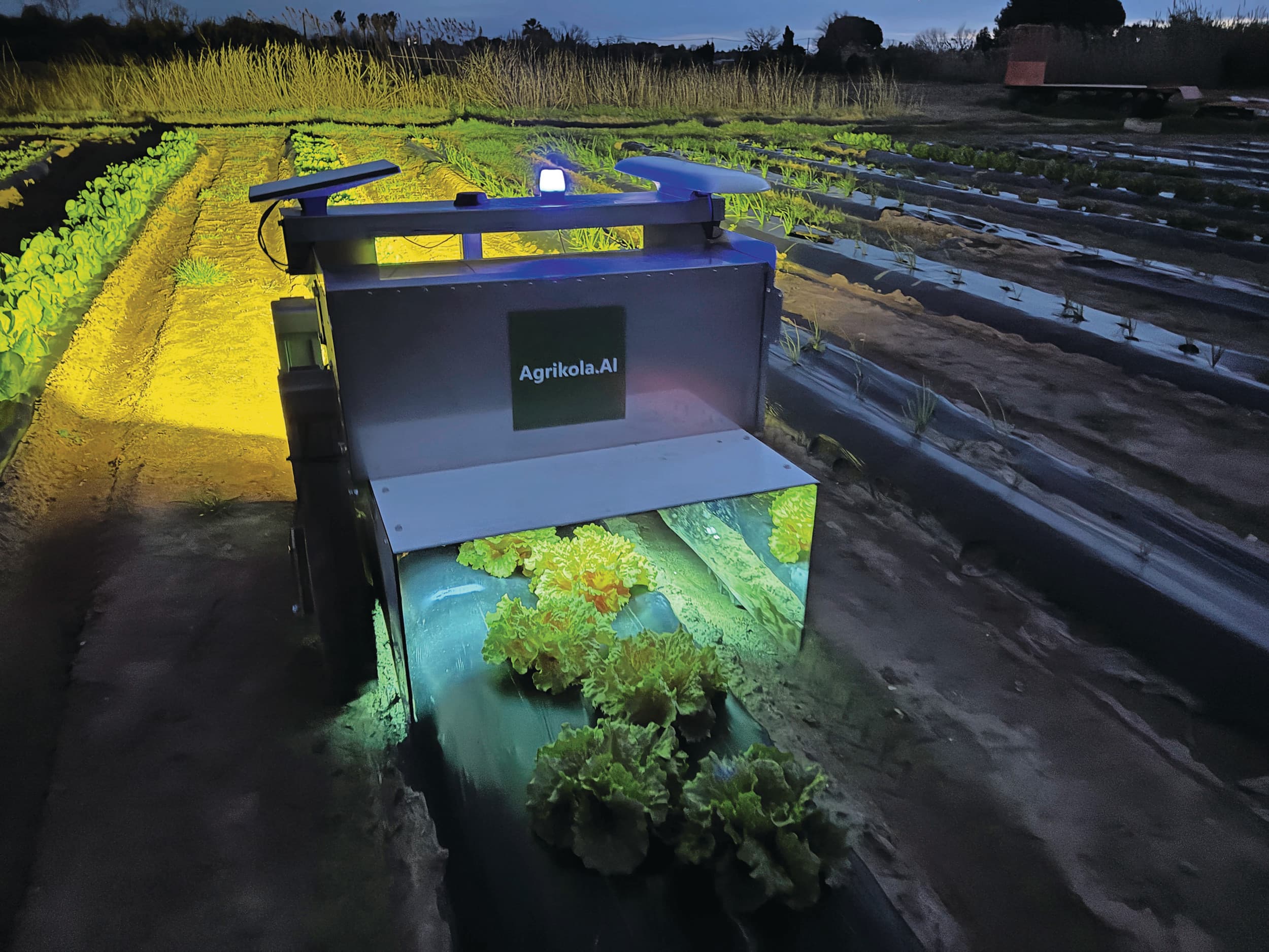 De bestrijding van schimmels in sla met Wagus, de UVC-robot van het Spaanse bedrijf Agrikola.AI. Met deze autonome robot kunnen in principe echte meeldauw en valse meeldauw in alle vollegrondsgroenten worden bestreden. In sla, ui en courgette is dat al goed gelukt. Op termijn wil Agrikola.AI uitbreiden in andere groenten, druiven, aardbeien, olijven en akkerbouwgewassen als er vraag naar is. Foto: Agrikola.AI