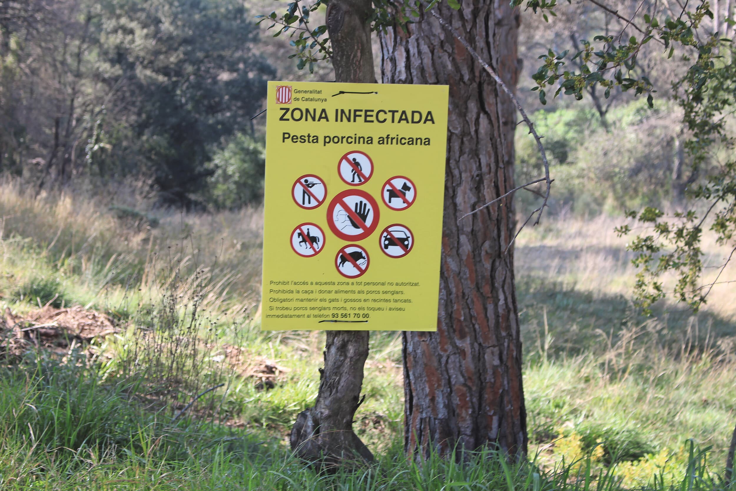 Ten noorden van Barcelona bezwijken wilde zwijnen aan Afrikaanse varkenspest. In de regio zijn veel parken niet meer toegankelijk of slechts nog beperkt open. Overal staan waarschuwingsborden. Foto: Vincent ter Beek