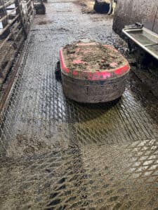 In de oude stal zijn de roosters voorzien van een rubberen vloer. Het effect van dagverse mest is duidelijk zichtbaar in de gasproductie.