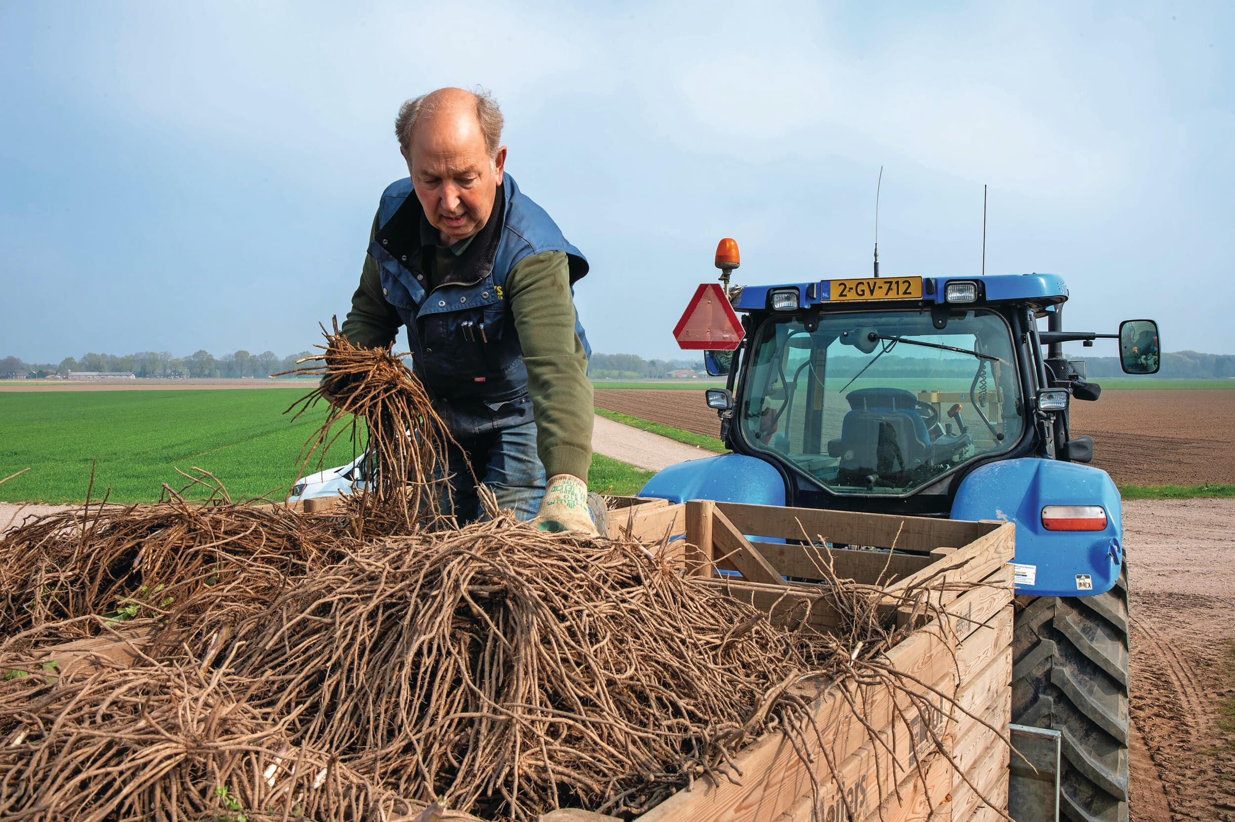 René Meijers van Meijers Planten in Posterholt (L.) rooit op 14 april zijn laatste van 25 hectare aspergeplanten. Het werk verliep vlot en de planten vinden hun weg naar aspergetelers. Meijers is tevreden over de plantkwaliteit. “Dat is te danken aan het groeizame weer in het afgelopen jaar.” Foto: Twan Wiermans