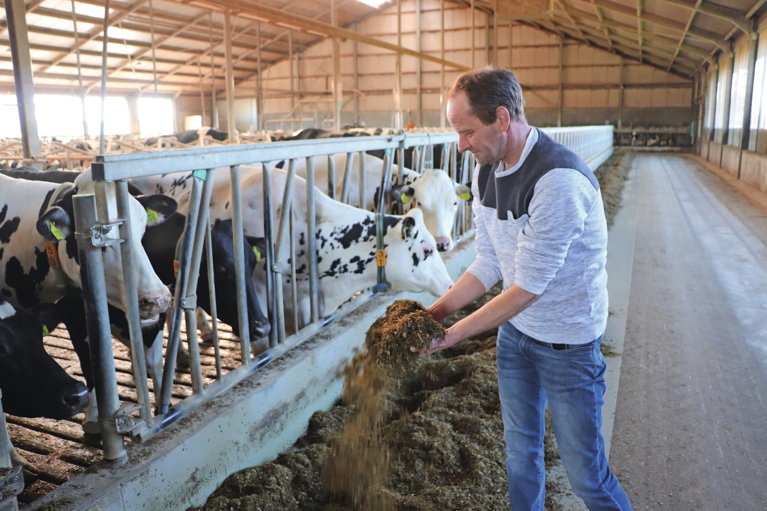 Het rantsoen van het melkvee is bij De Groot heel basic en bestaat voornamelijk uit gras, mais en krachtbrok. “Bijproducten voer ik alleen als ze prijstechnisch interessant zijn én in het rantsoen passen.” Foto’s: Dick van Doorn