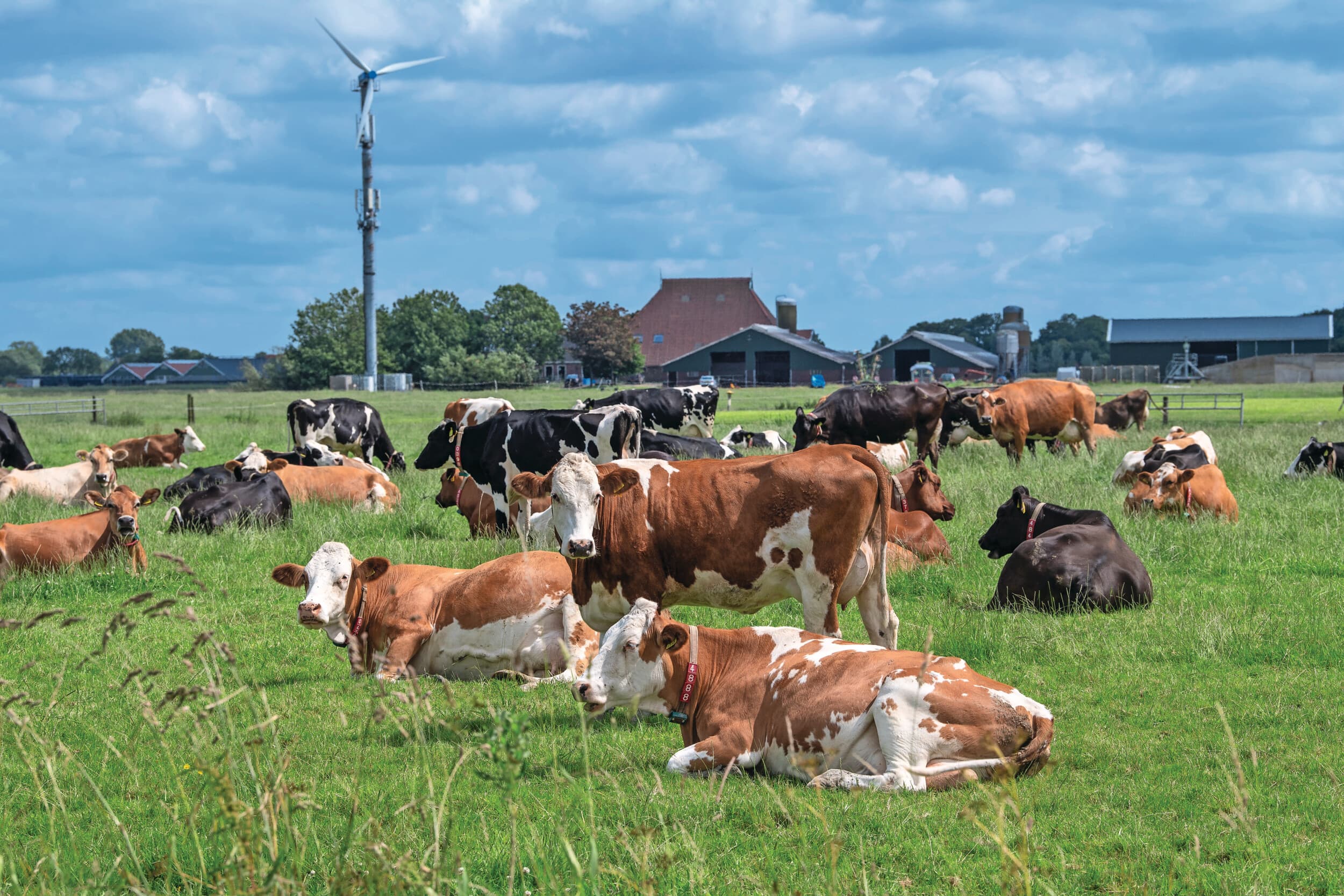 Biologische melkkoeien in een Friese weide. Er zijn meer veehouders die biologisch willen werken, maar dan moeten de randvoorwaarden wel passend zijn. Foto: Mark Pasveer