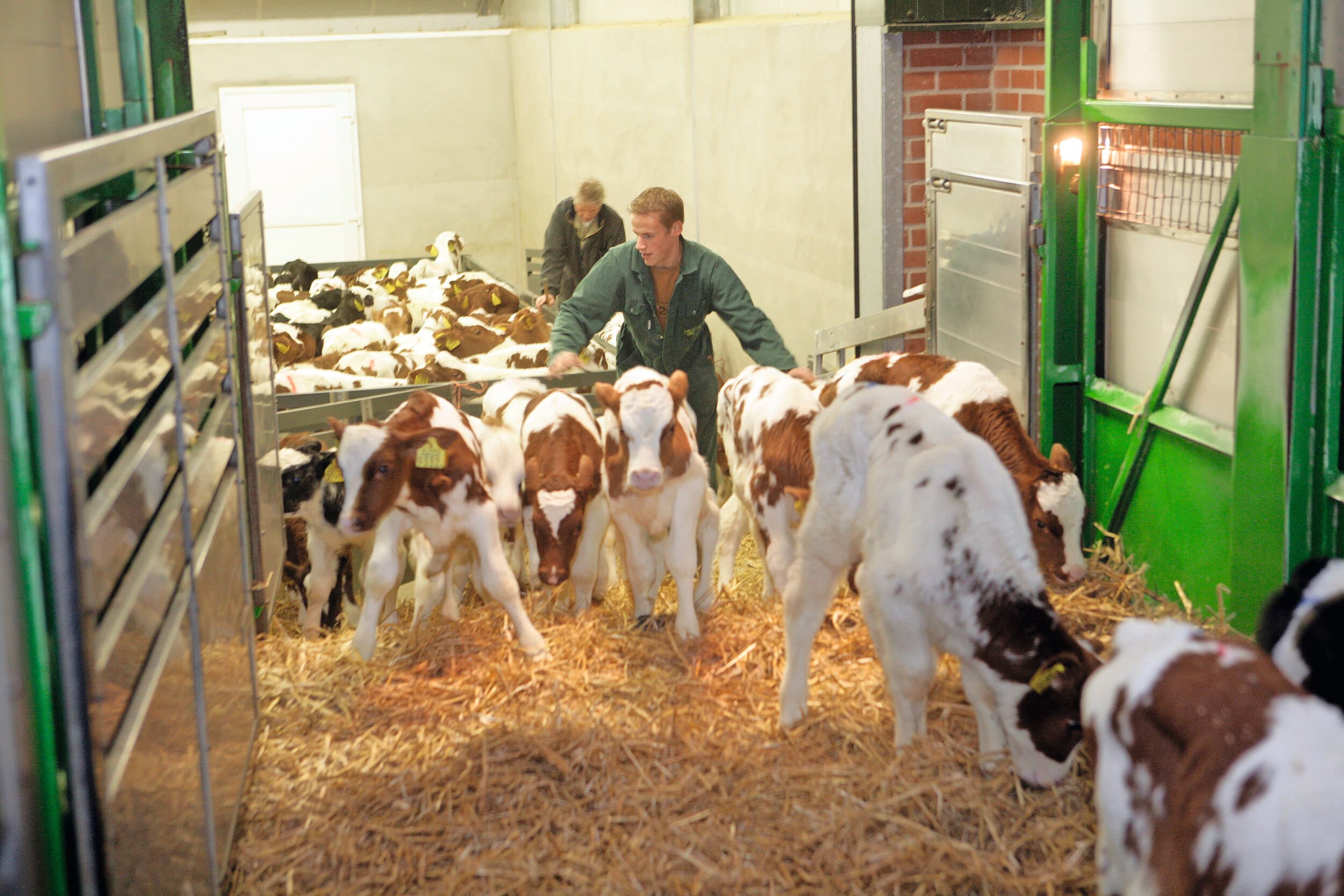 Dierenartsen adviseren kalveren binnen drie uur voor transport geen melk meer te geven, maar elektrolytenmix om de vochthuishouding op peil te houden. Ook kalveren die langer dan zes uur na de laatste melkgift worden vervoerd, moeten elektrolyten krijgen. Foto: Henk Riswick