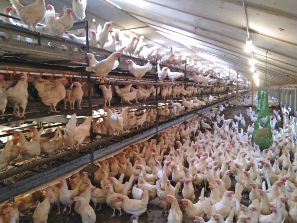 Het saldo van leghennenbedrijven steeg verder in het eerste kwartaal. Een standaardbedrijf met 40.000 leghennen, producerend voor de vrije markt, realiseerde in maart een saldo van € 118.300. Dat blijkt uit recente cijfers van Agrimatie (WUR). Foto: Jan Willem van Vliet