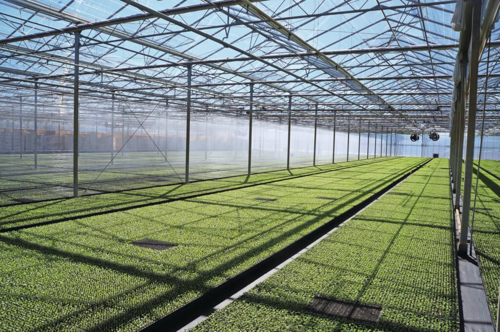 De opkweek van de bij TTS gezaaide agripluggen.