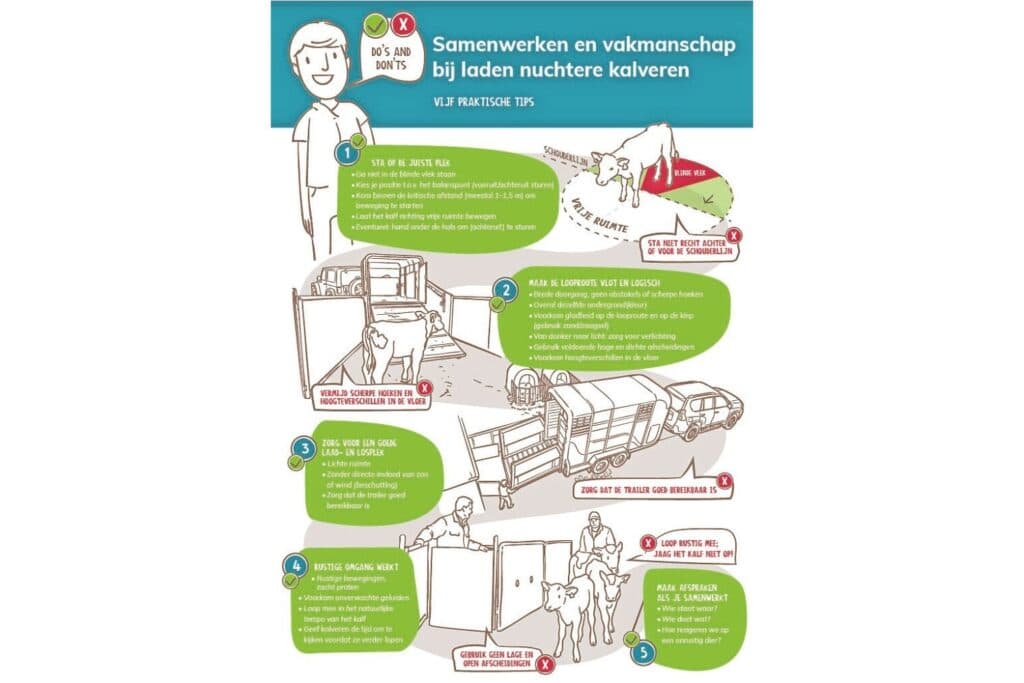 Praktische adviezen van Vee&Logistiek en SBK voor het laden van jonge kalveren. Afbeelding: Vee&Logistiek