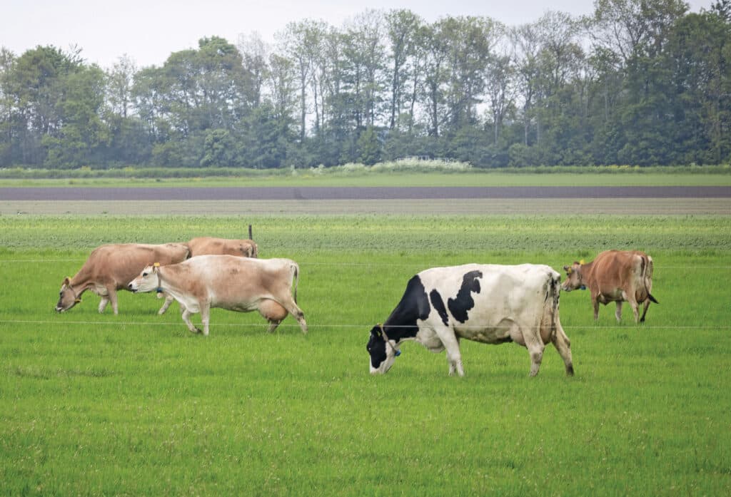 De koeien krijgen weidegang. Ook hier lopen de Jerseys en Holsteins gewoon door elkaar. Dat houdt het werk relatief eenvoudig en overzichtelijk.