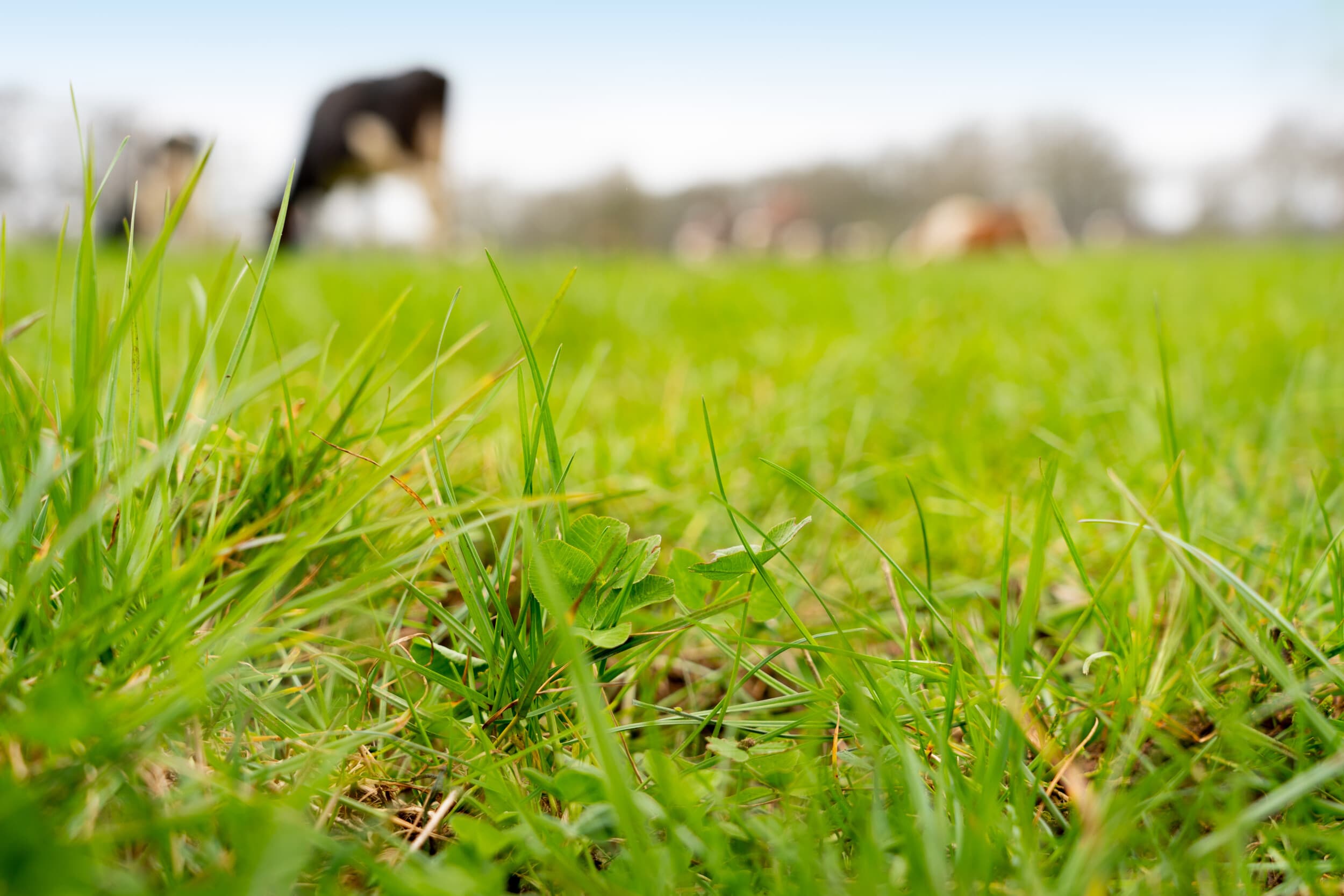 innovatie in gras