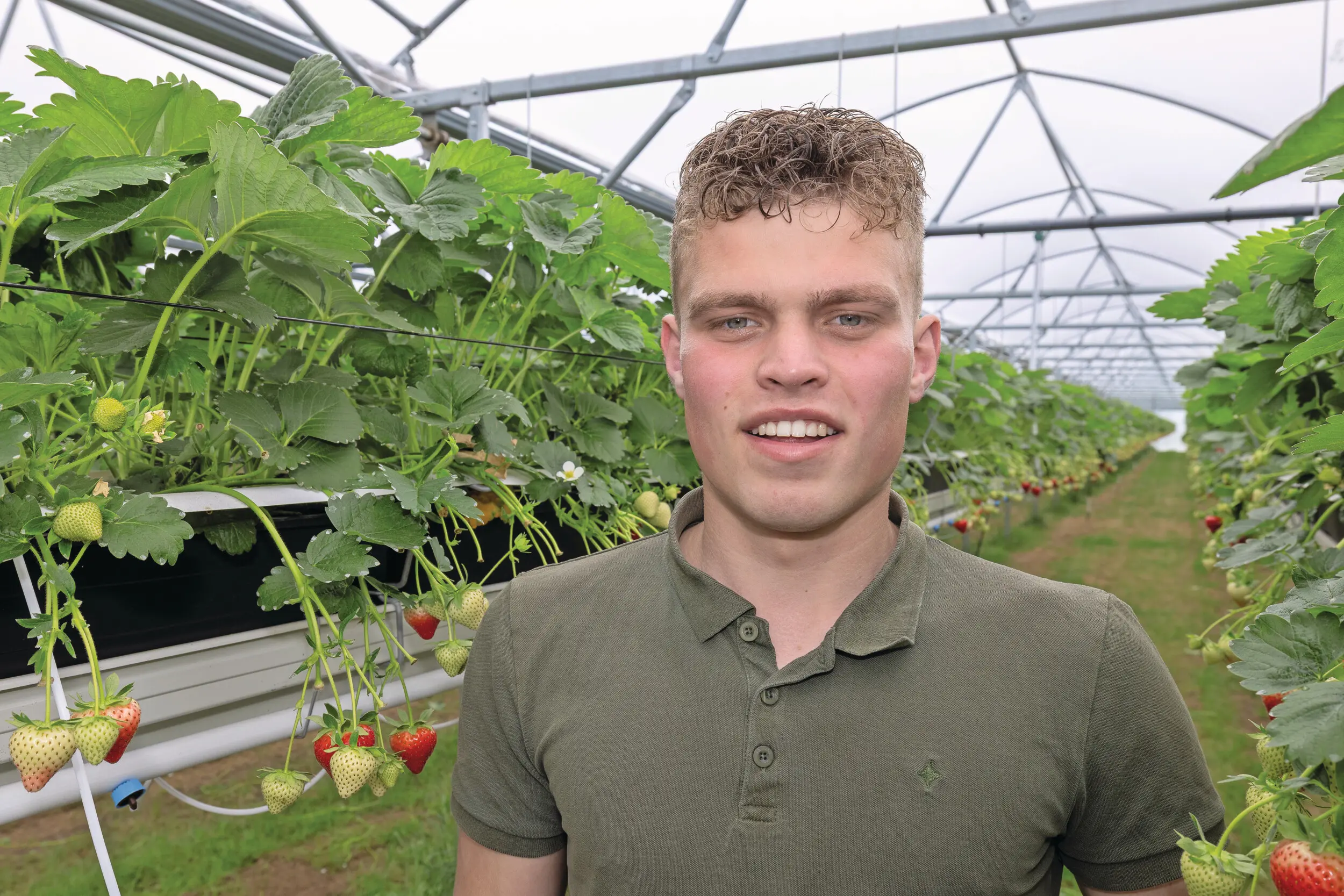 Van alle aardbeien wordt 0,5 ha in stellingen geteeld. Bart wil daar graag meer van. Hij zou met minder chemie toe kunnen, omdat het een gesloten systeem is. Ook is hij dan minder weersafhankelijk.
